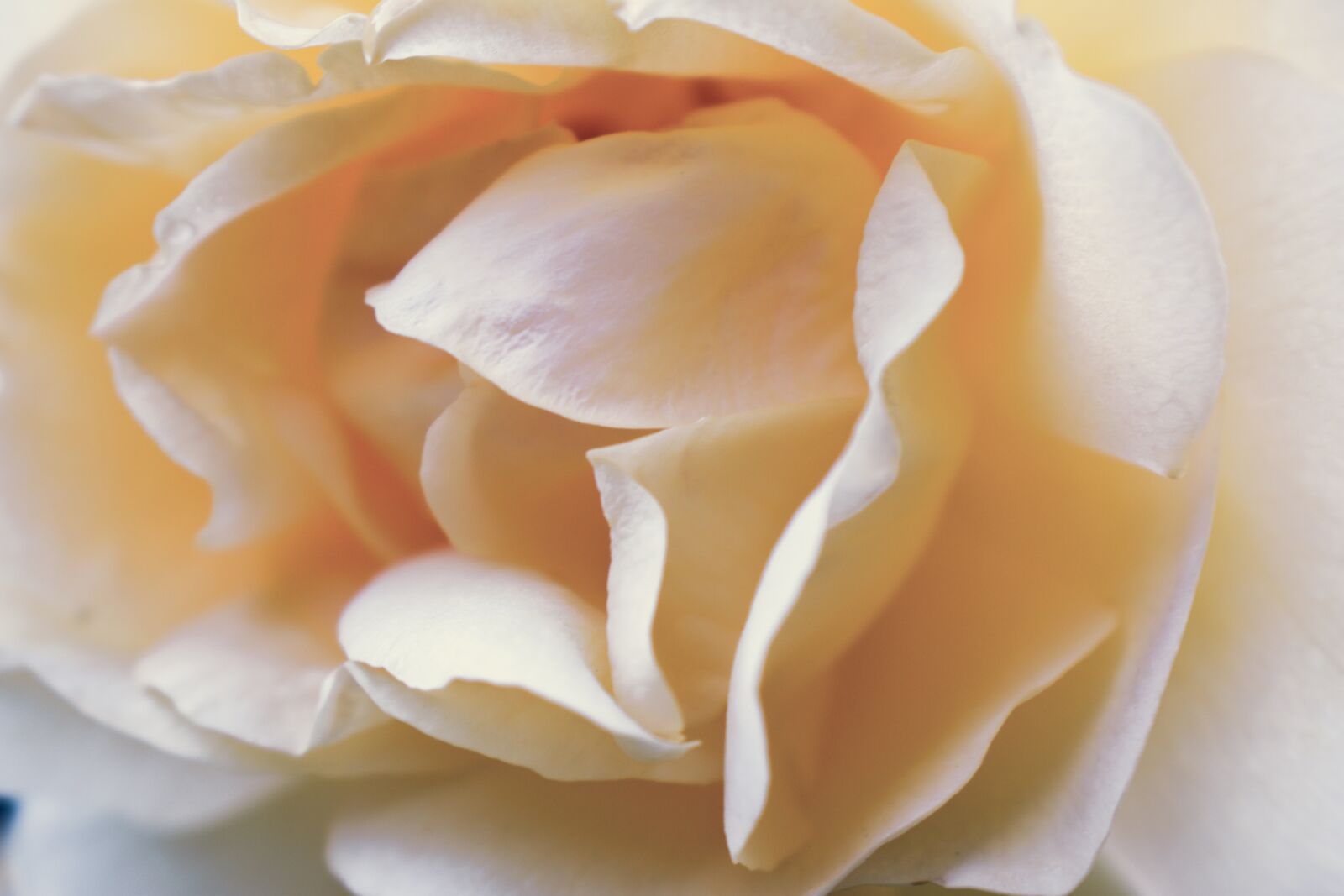 Nikon D5600 sample photo. Yellow rose, blooming, macro photography