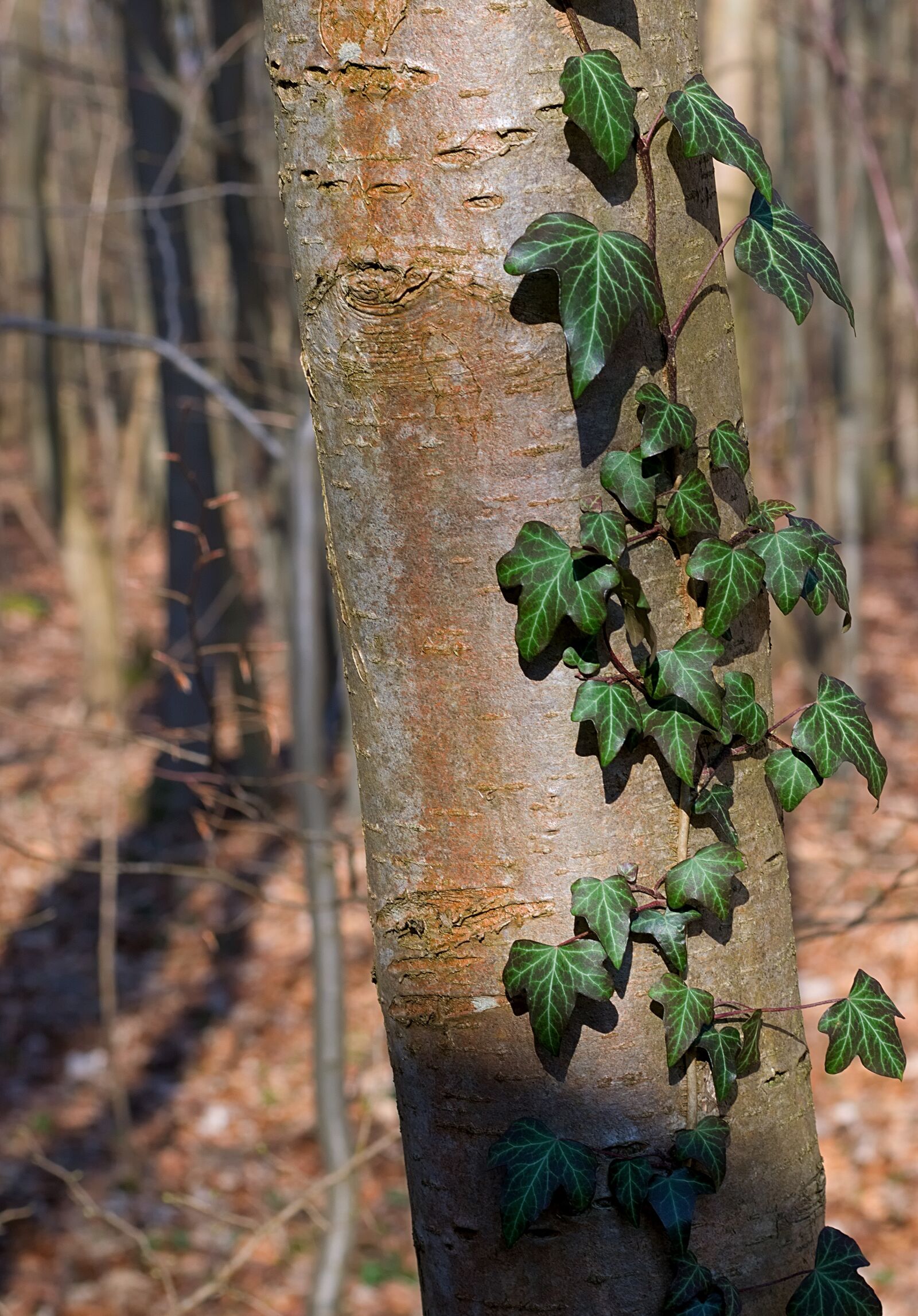 Nikon D3300 sample photo. Tree, forest, ivy photography