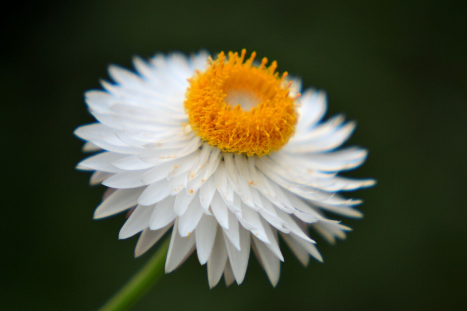 Nikon D3100 sample photo. Flower, white, yellow photography