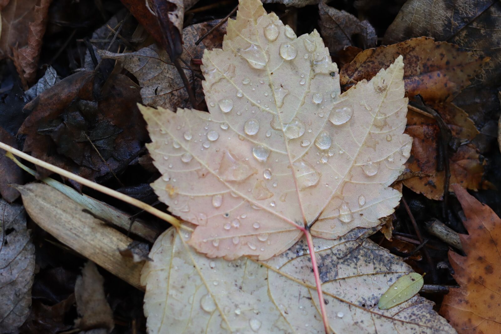Canon EOS 90D sample photo. Leaves, fall, drops photography