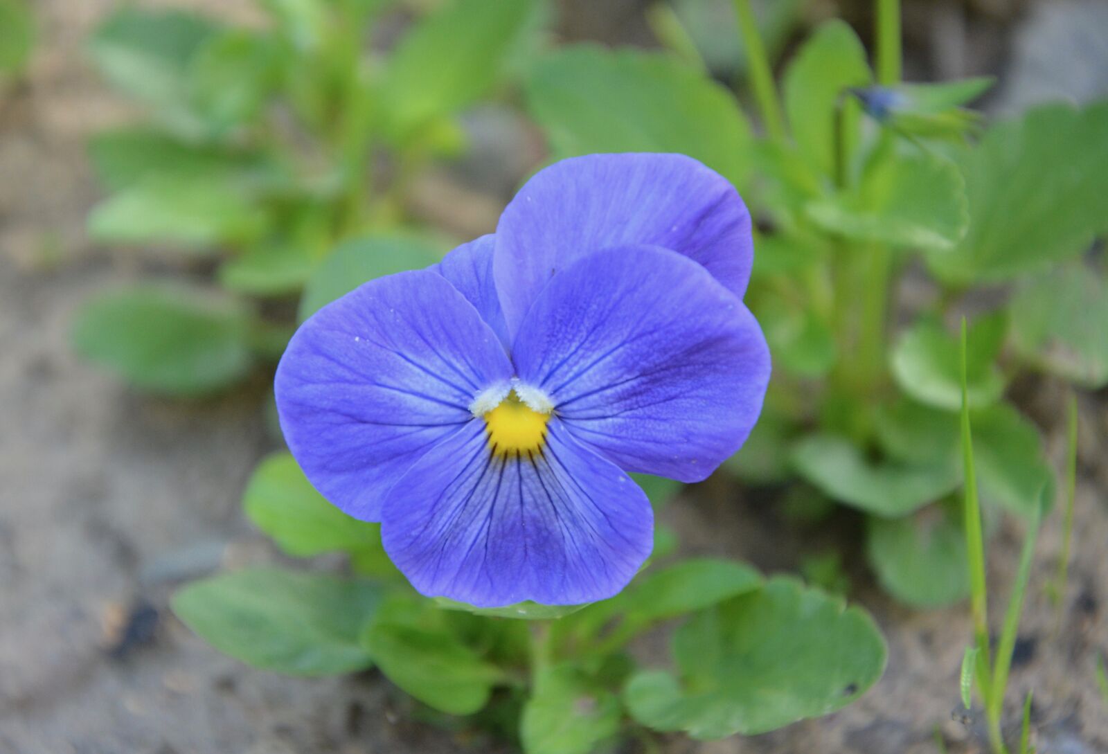 Nikon D5200 sample photo. Flower thought, blue, nature photography