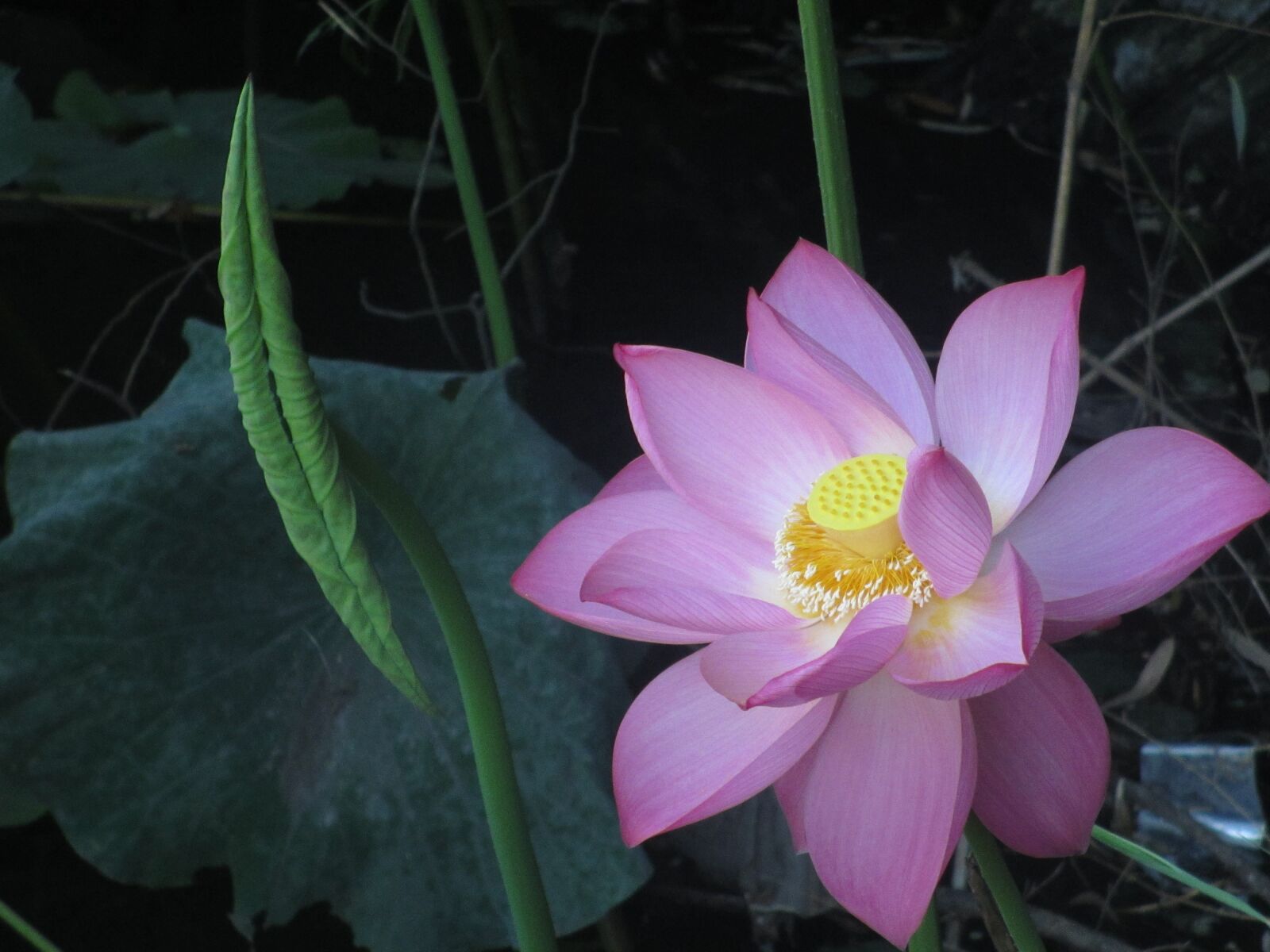 Canon PowerShot ELPH 310 HS (IXUS 230 HS / IXY 600F) sample photo. Lotus, lotus leaf, plant photography