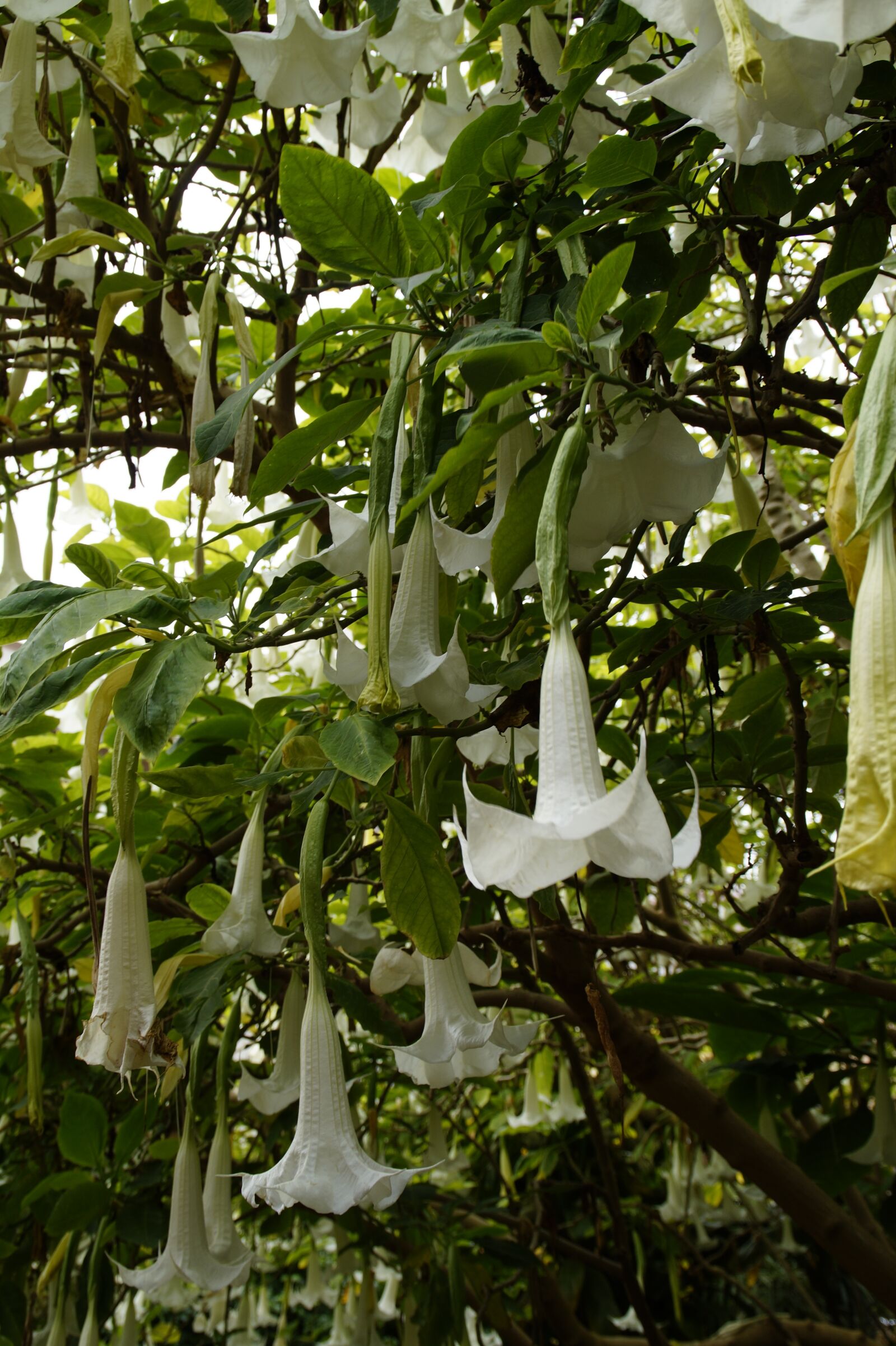Sony SLT-A58 sample photo. Catalpa, flowers, bloom photography