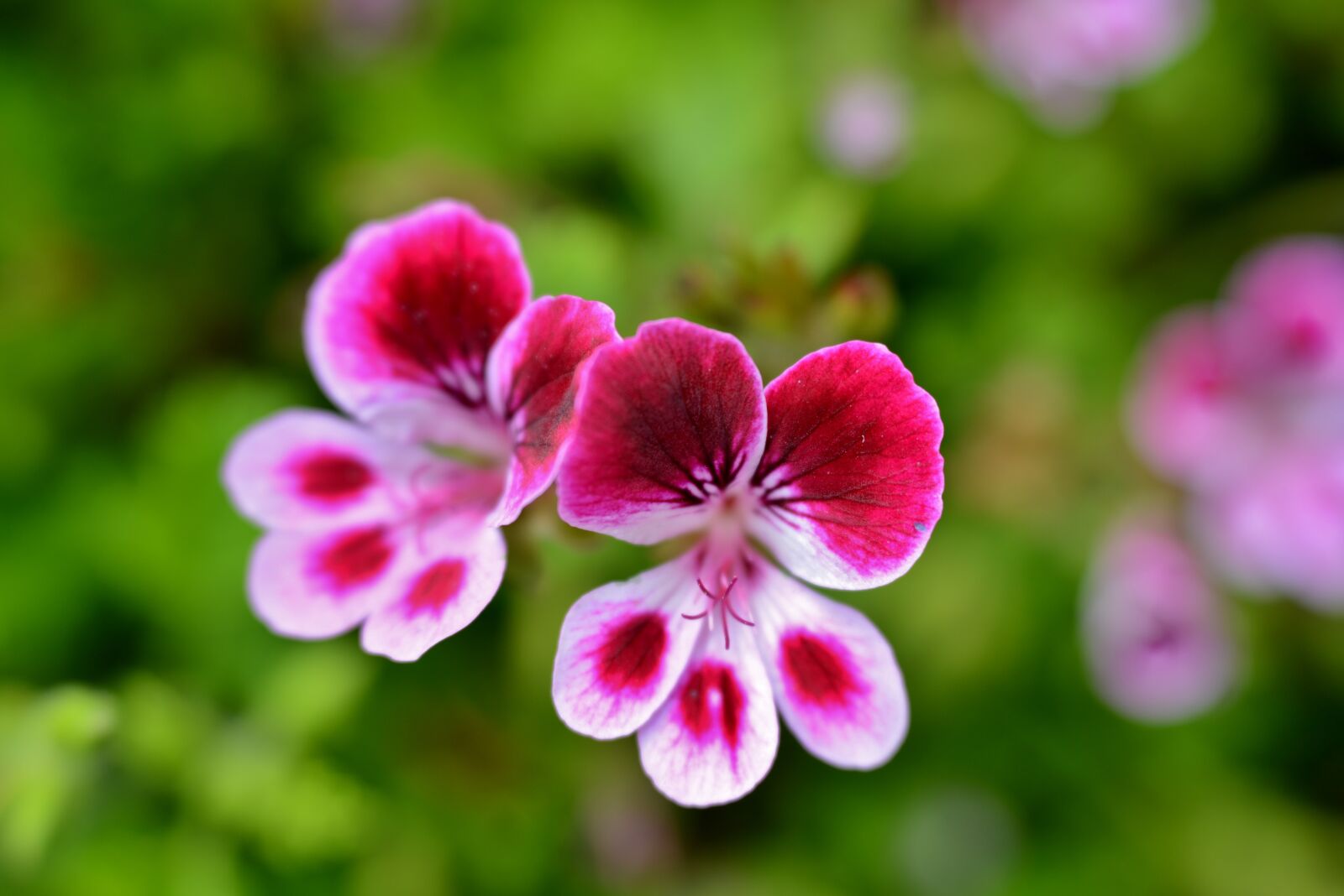 Nikon D600 sample photo. Geranium, pelargonium, flowers photography
