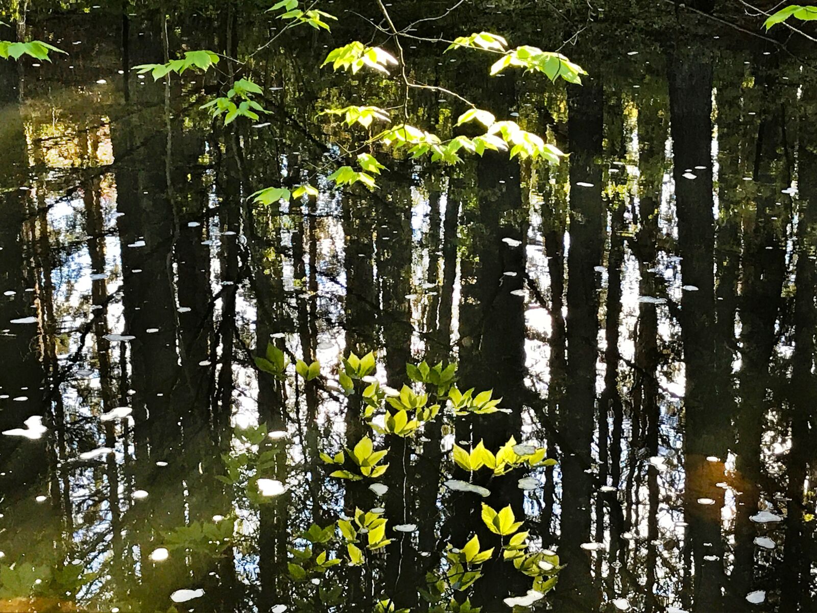 iPhone 7 back camera 3.99mm f/1.8 sample photo. Reflection, leaves, water photography