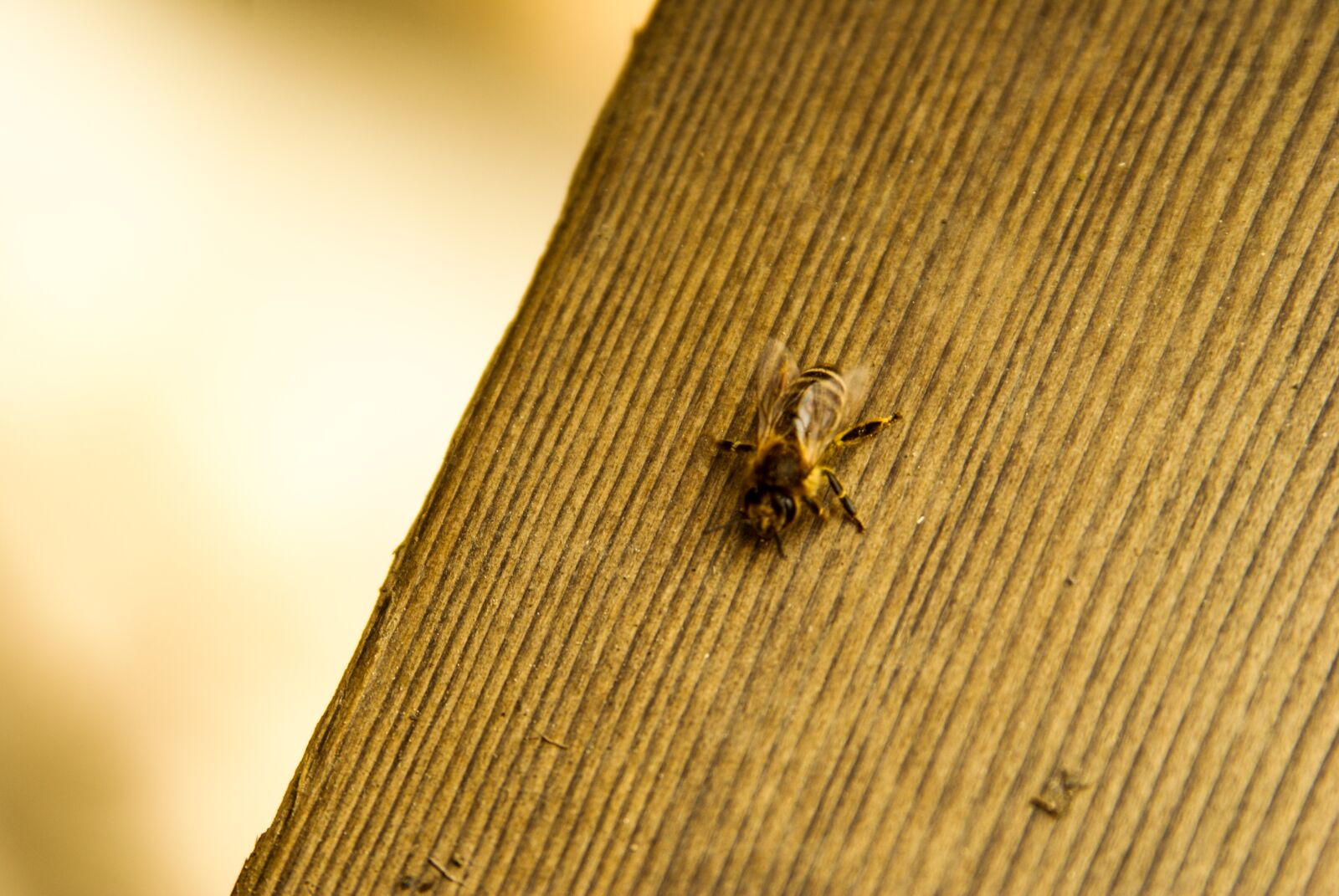 Sony Alpha DSLR-A200 sample photo. Bee, insect, spring photography