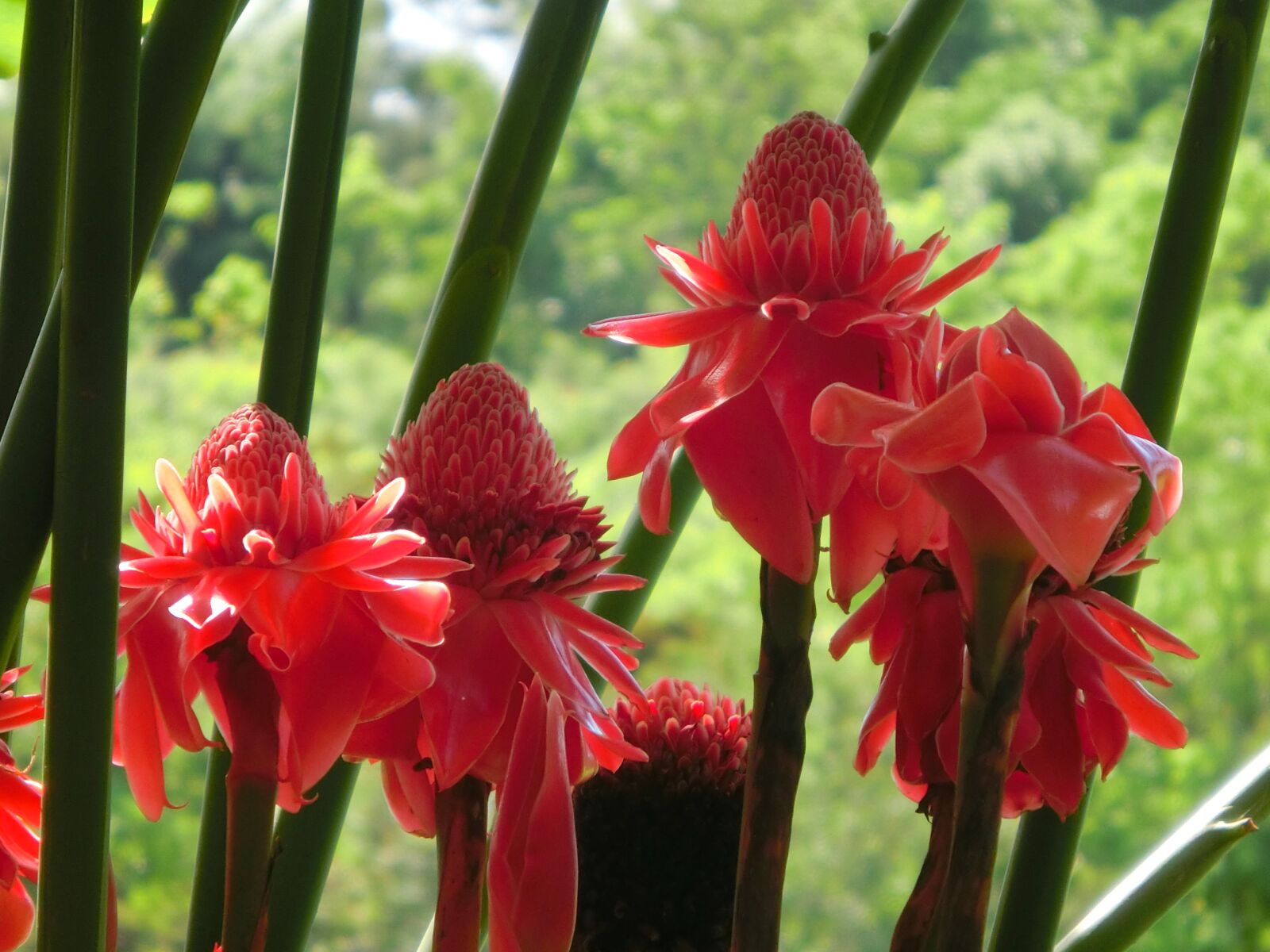 CASIO EX-ZR1200 sample photo. Torch ginger flower, plant photography