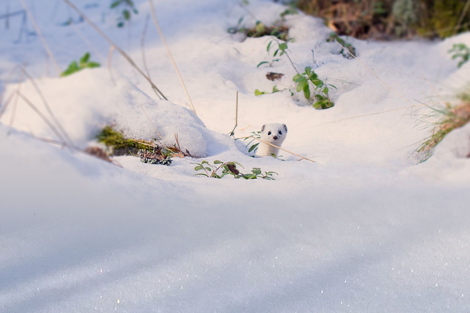 Nikon D3300 sample photo. Snow, winter, cold photography