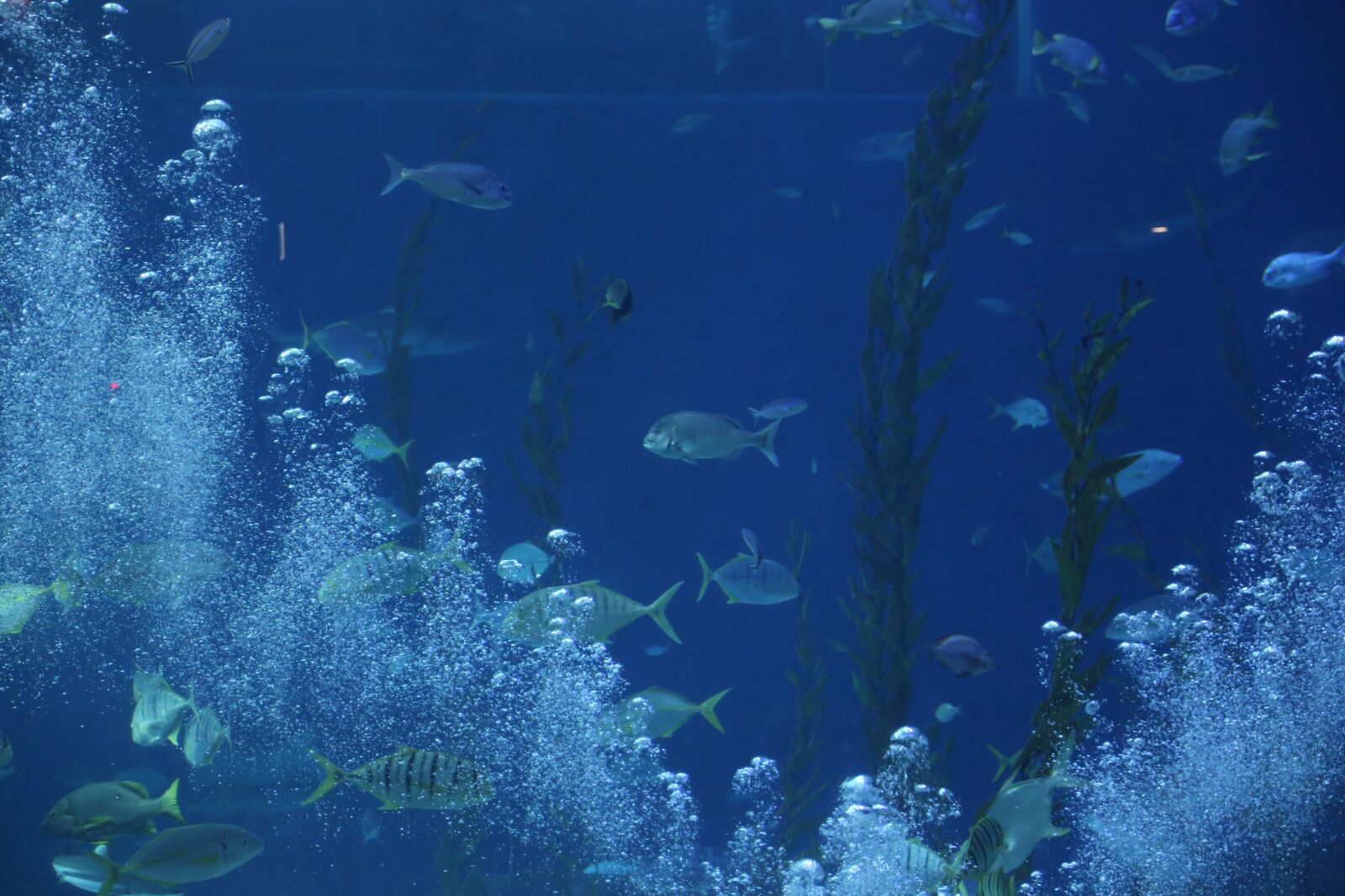 Canon EOS 6D sample photo. Aquarium, waterworld, sea photography