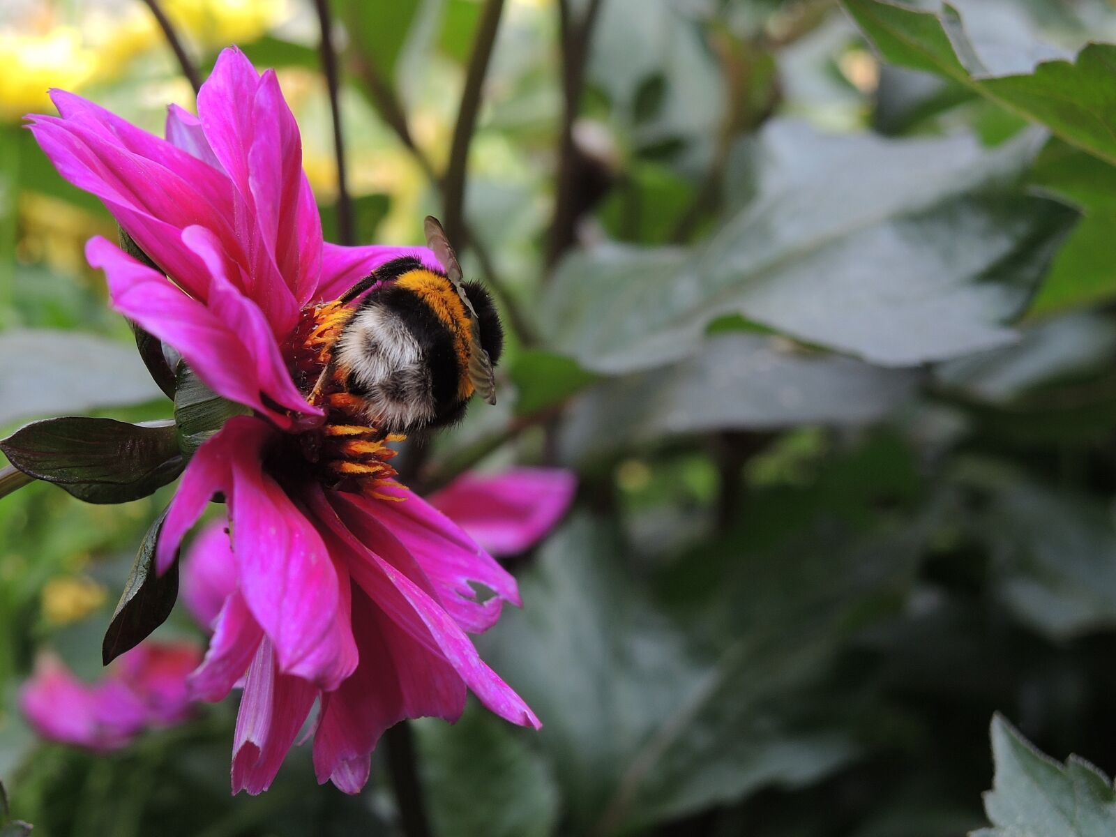 Nikon Coolpix P7800 sample photo. Bee, flower, insect, nature photography
