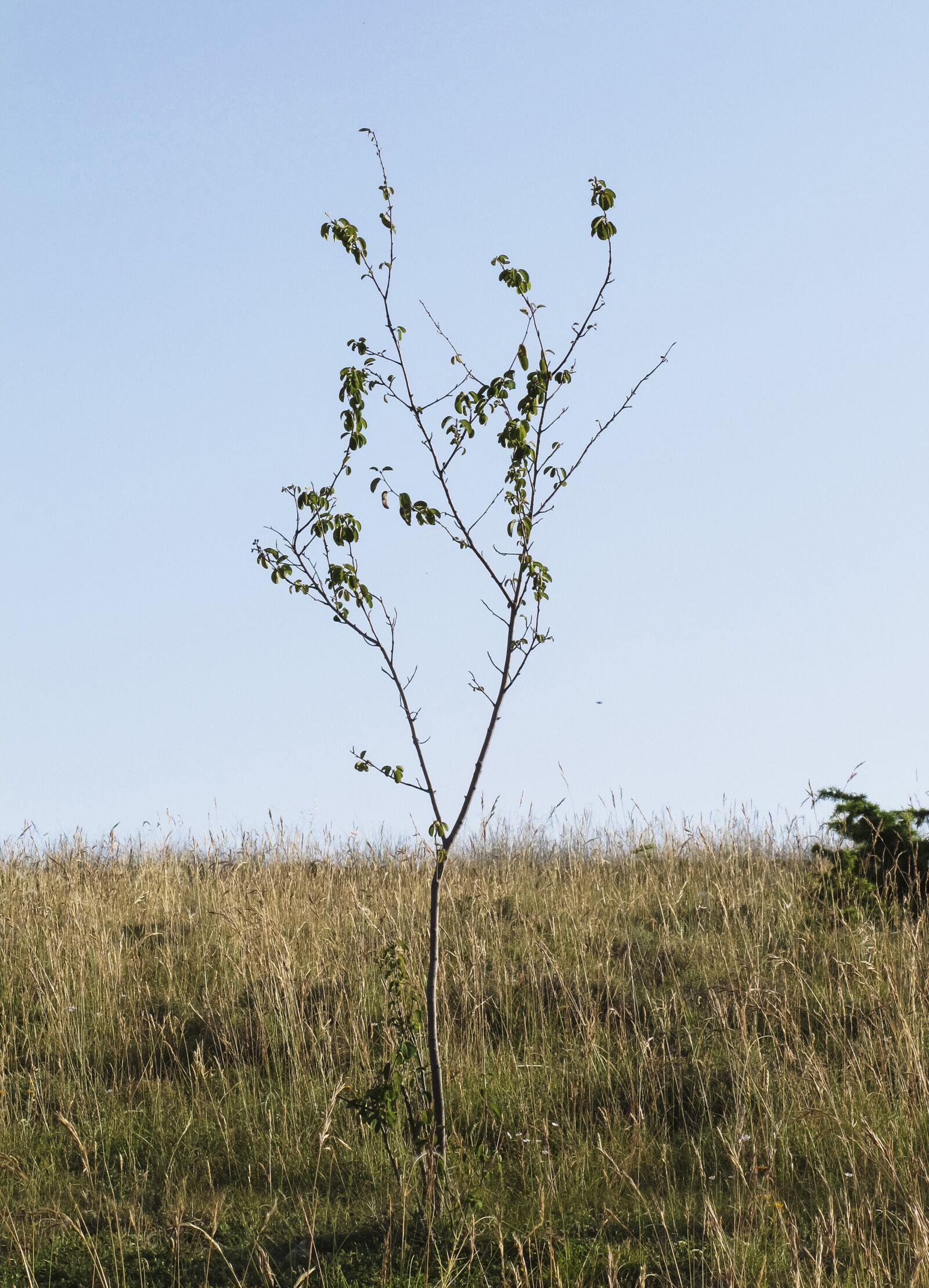 Canon PowerShot G11 sample photo. Young tree, branches, lean photography