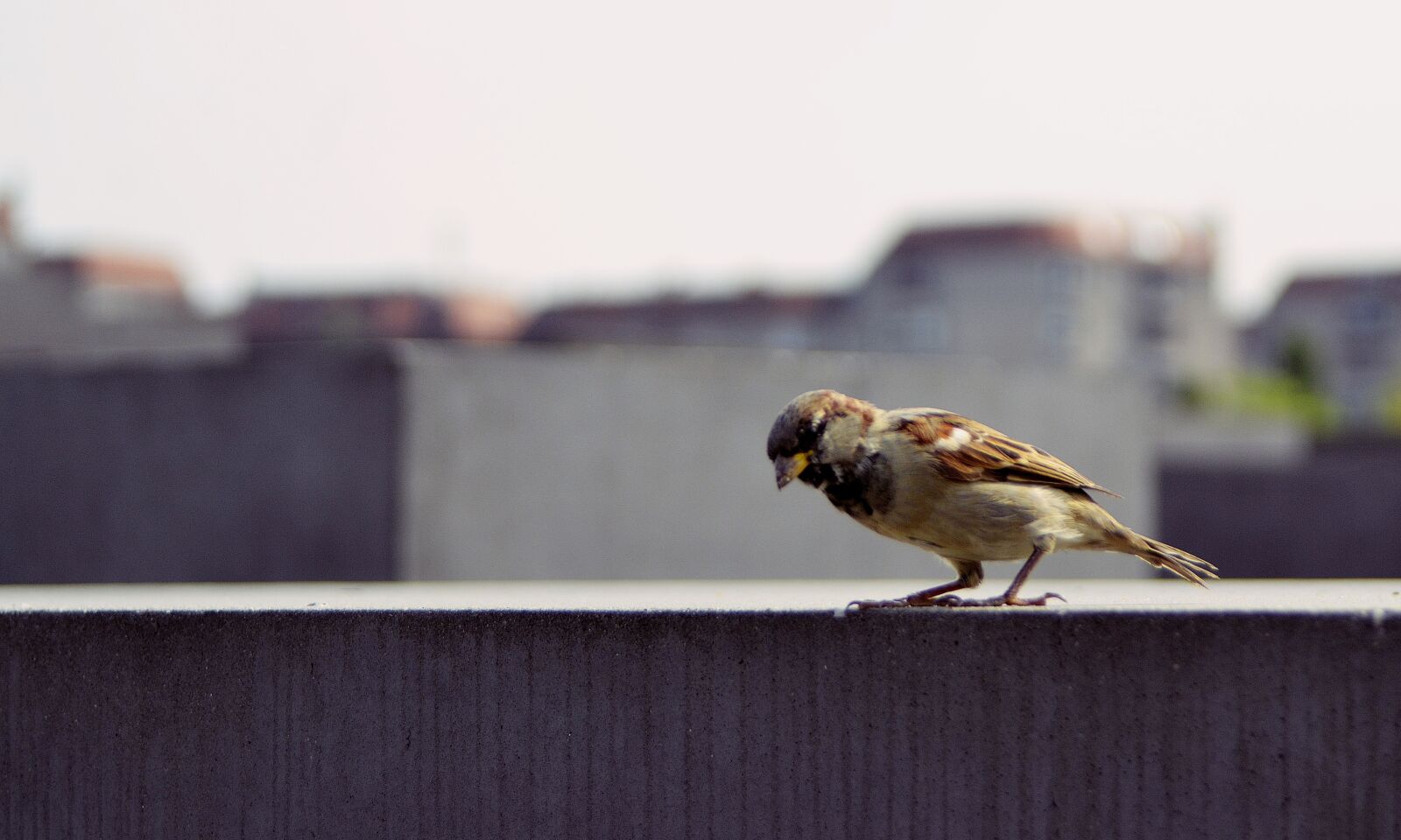 Nikon D3100 sample photo. Bird, berlin, animal photography