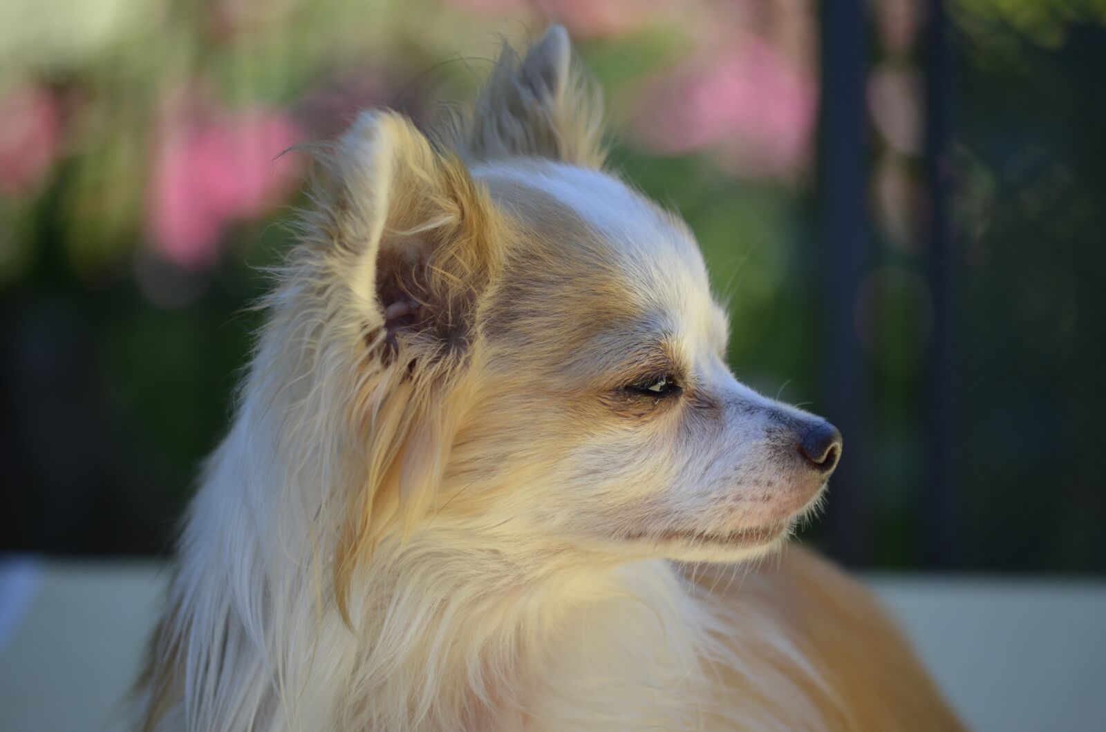 Nikon D5100 sample photo. Dog, chihuahua, side view photography