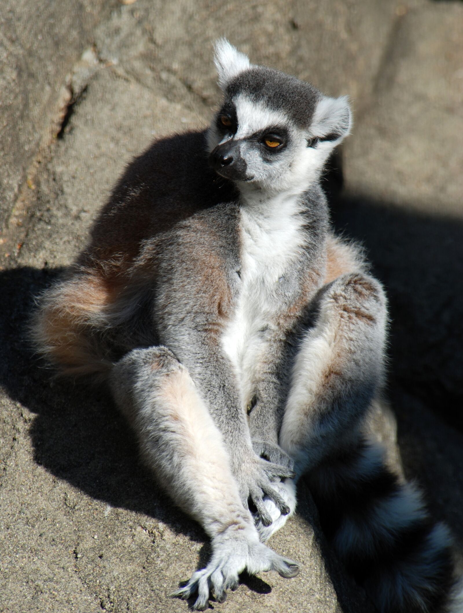 Nikon D80 sample photo. Lemur, zoo, animal photography