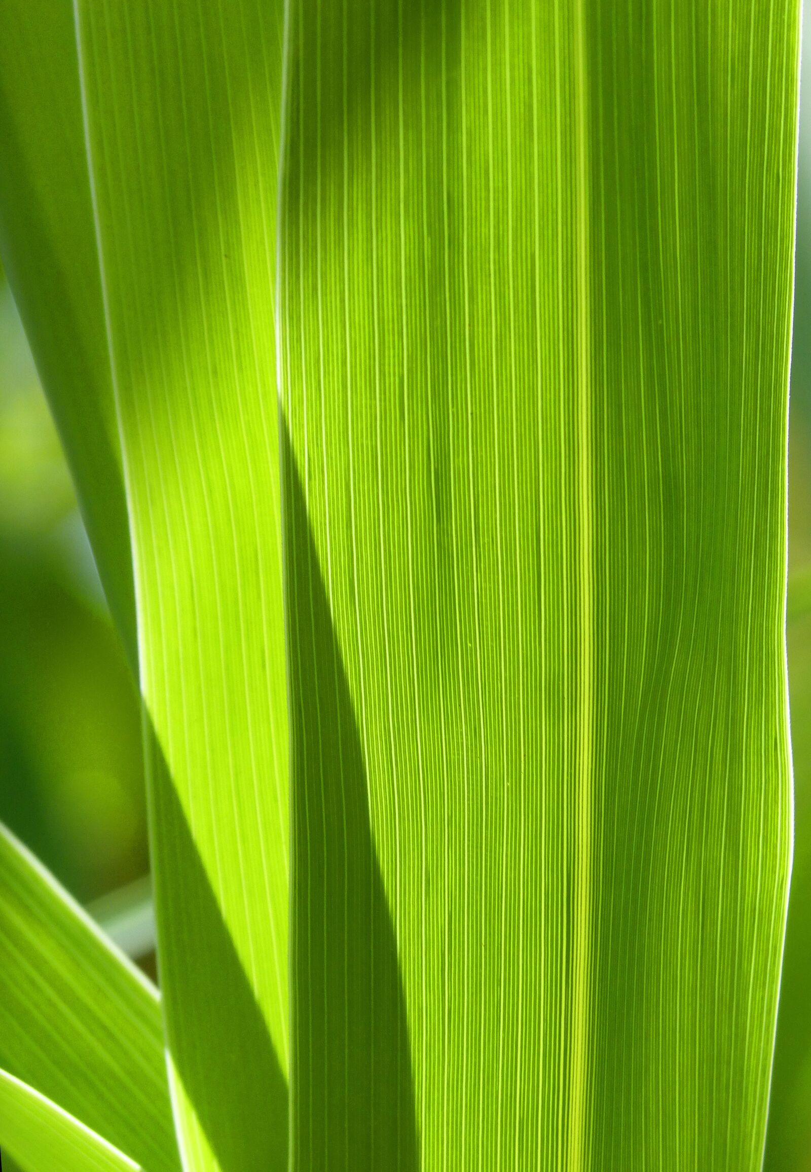 Panasonic DMC-FZ62 sample photo. Leaf, nerves, american cane photography