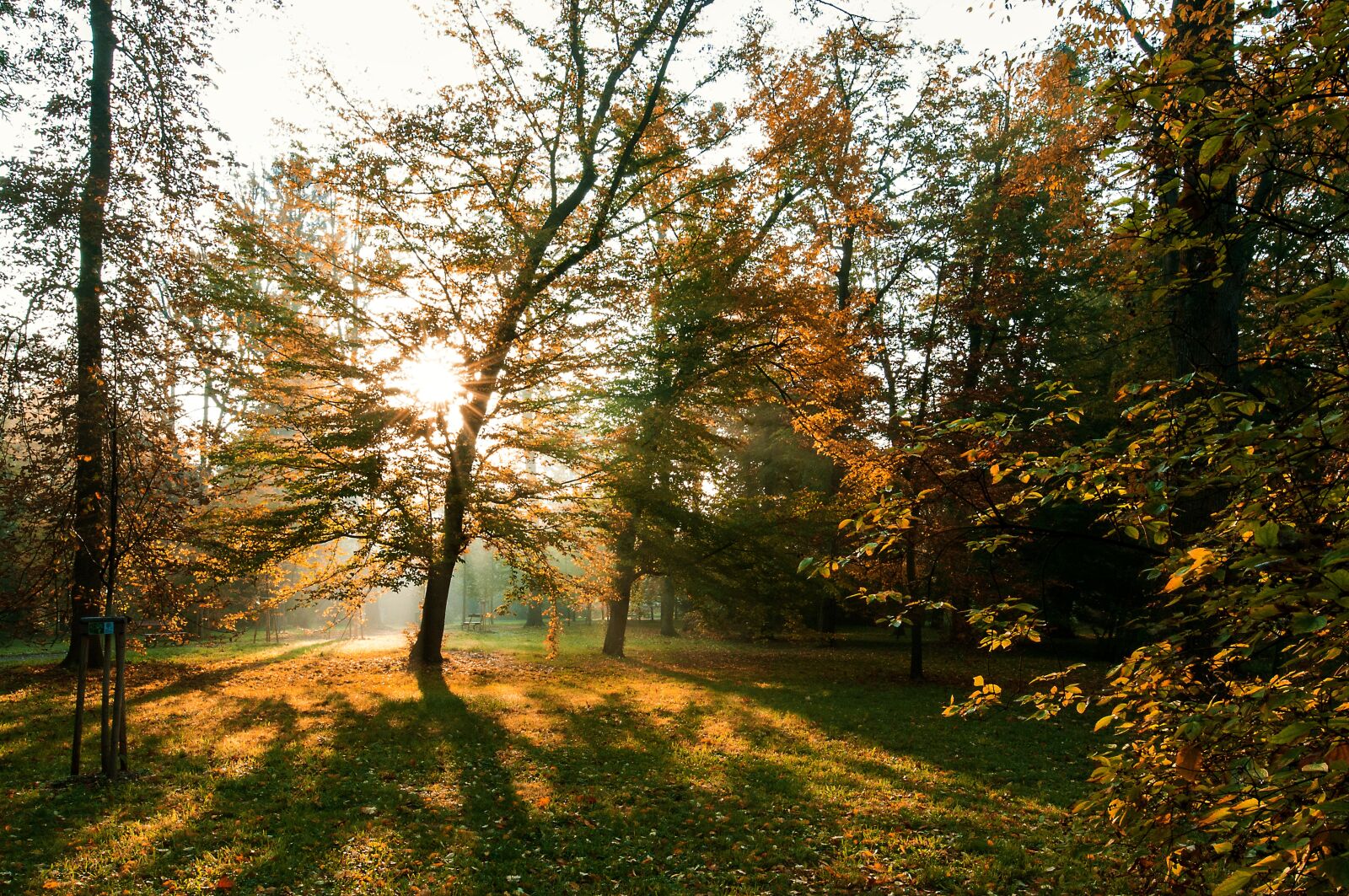 Tamron SP 15-30mm F2.8 Di VC USD sample photo. Tree, sun, nature photography