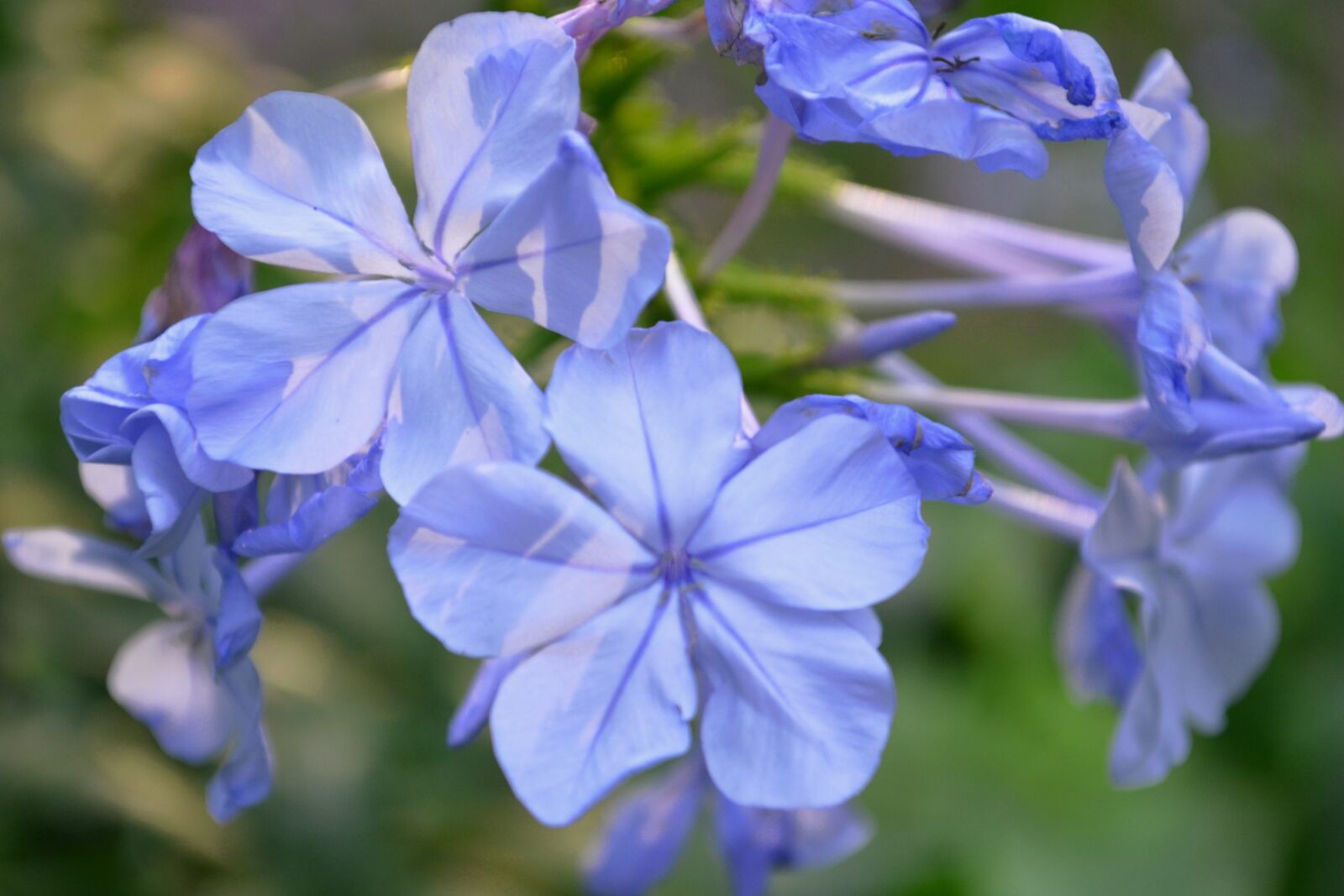 Nikon D3100 sample photo. Purple, blossom, bloom photography