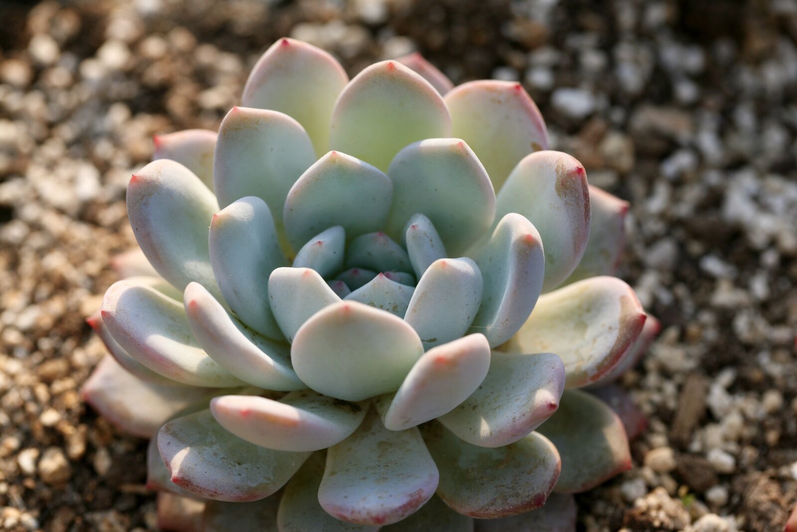 Canon EOS 5D sample photo. A fleshy plant, fleshy photography