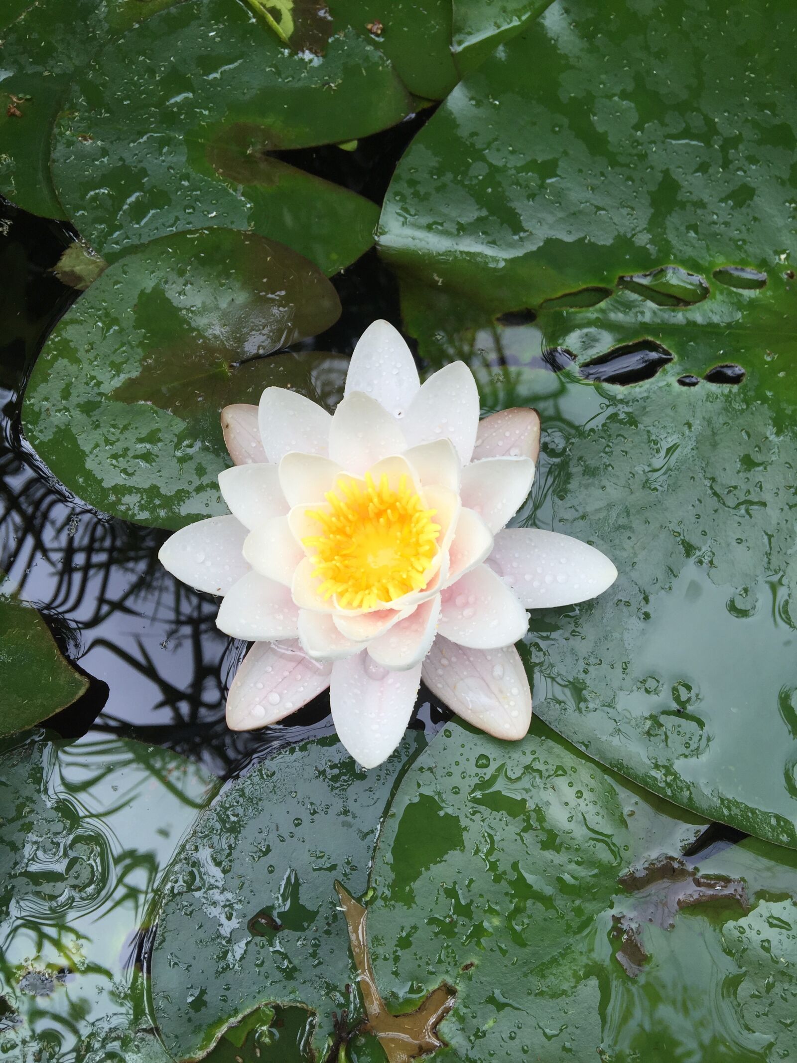 Apple iPhone 6 sample photo. Water lily, meditation, zen photography