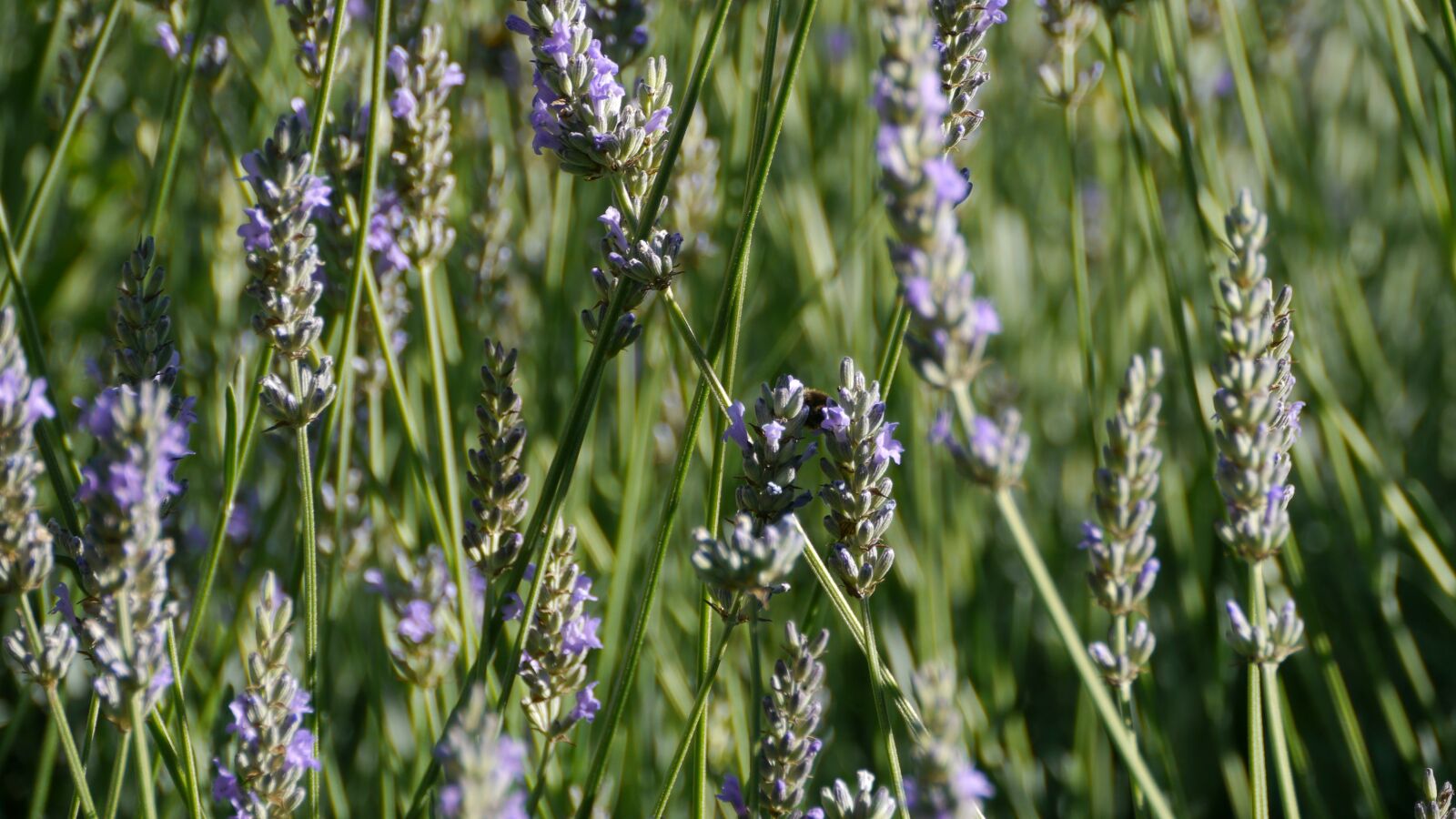 Panasonic Lumix DMC-GH2 sample photo. Nature, flower, field photography