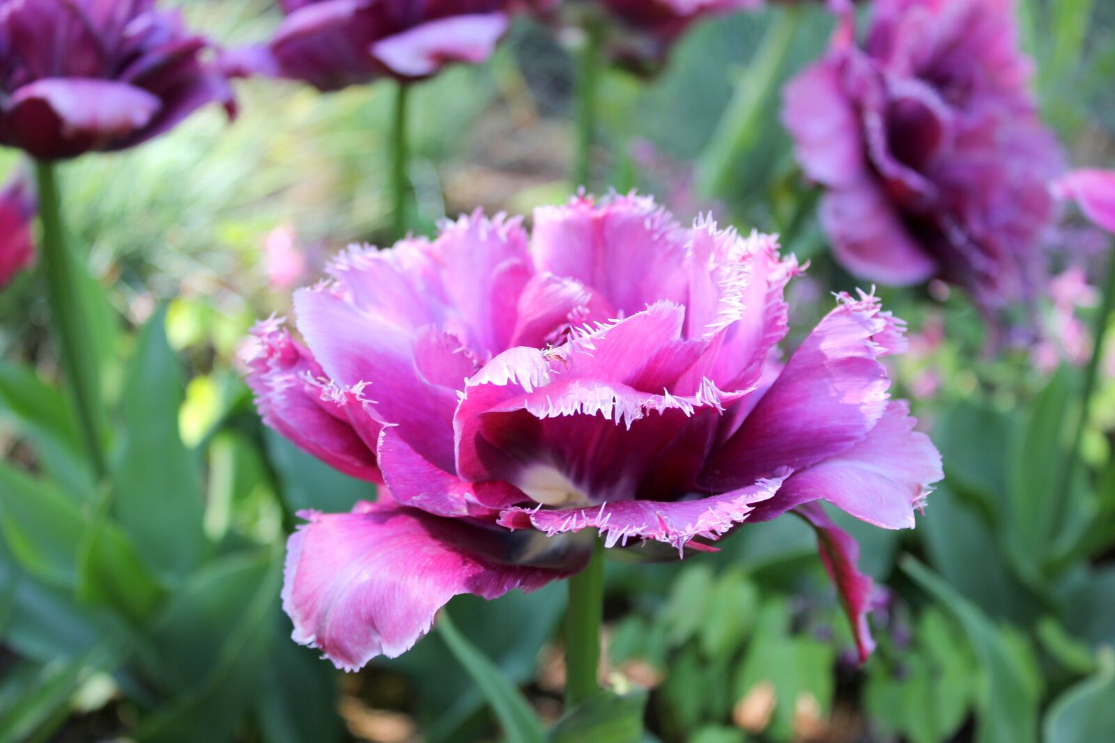 Canon EOS 550D (EOS Rebel T2i / EOS Kiss X4) sample photo. Tulip, frans tulip, pink photography