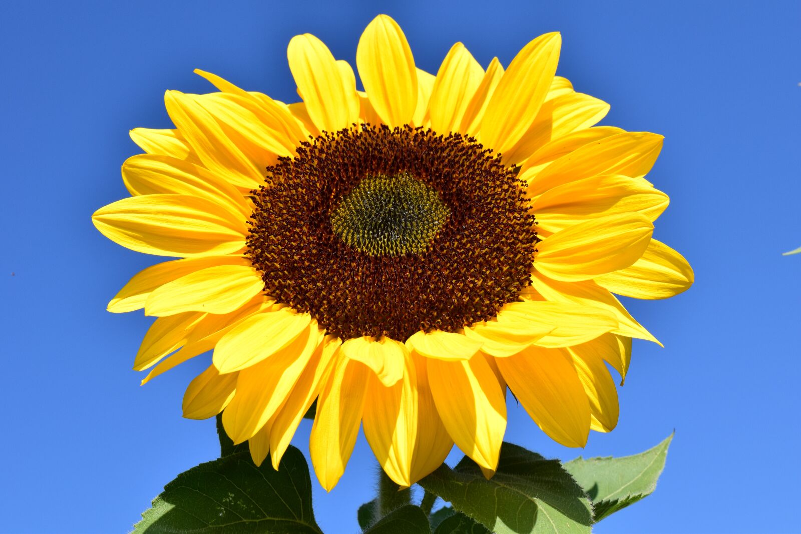 Nikon D3300 sample photo. Sunflower, yellow, summer photography