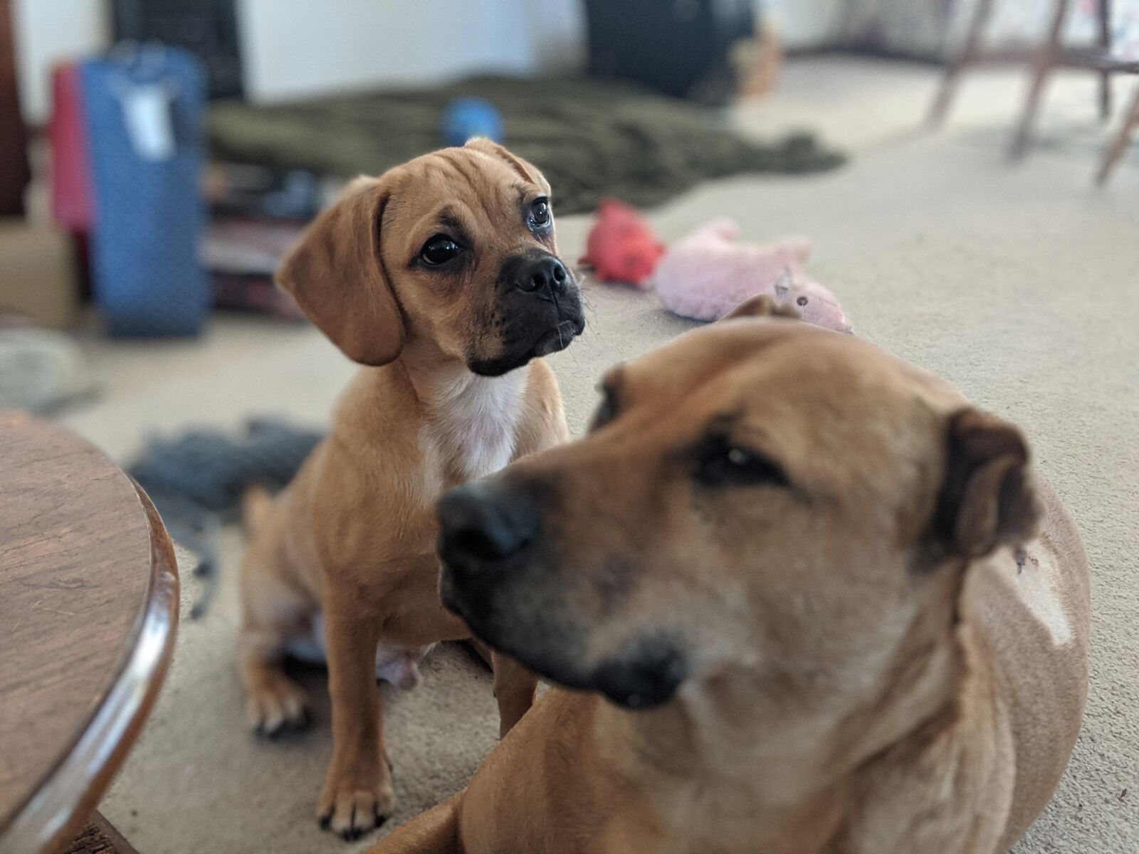 Google Pixel 2 XL sample photo. Dogs, puggle, home photography