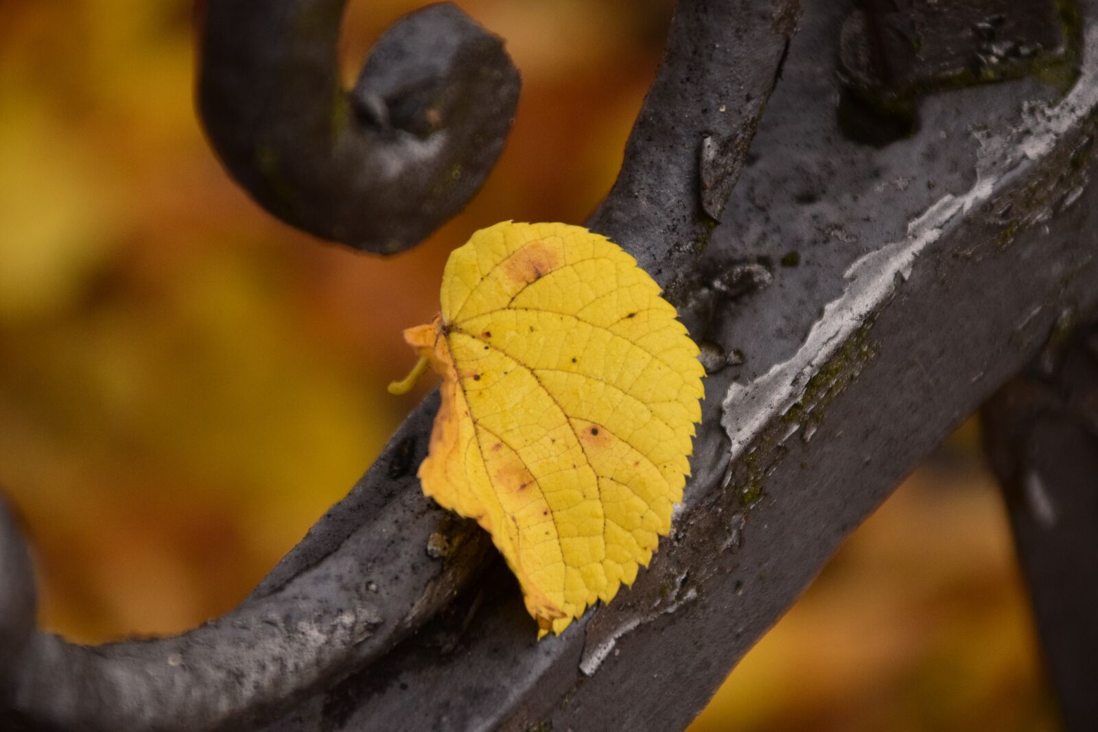 Nikon D3300 sample photo. Leaf, autumn, sheet in photography