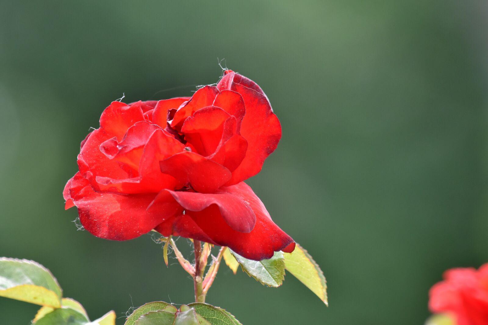 Nikon D5500 sample photo. Beautiful flowers, red, rose photography
