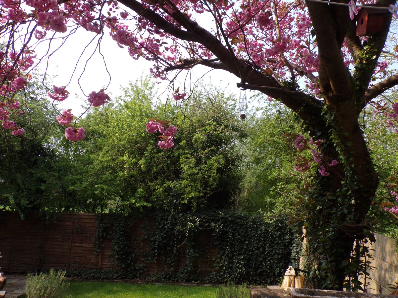 JK KODAK PIXPRO AZ421 sample photo. Garden, tree, blossom photography