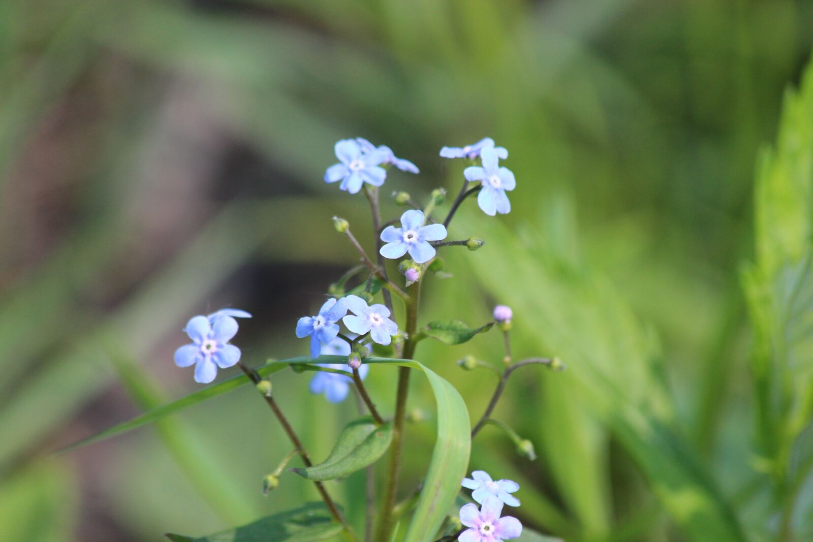 Canon EOS 650D (EOS Rebel T4i / EOS Kiss X6i) sample photo. Me-nots, flower, plant photography