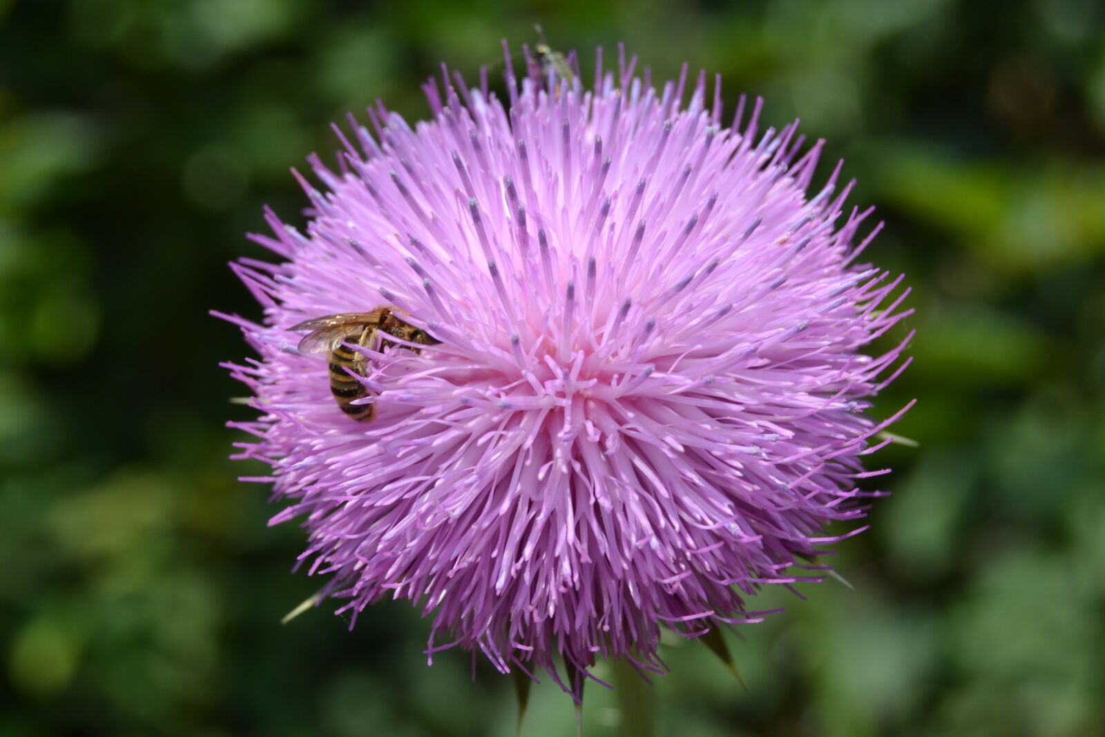 Nikon D3100 sample photo. Thistle, bee, flower photography