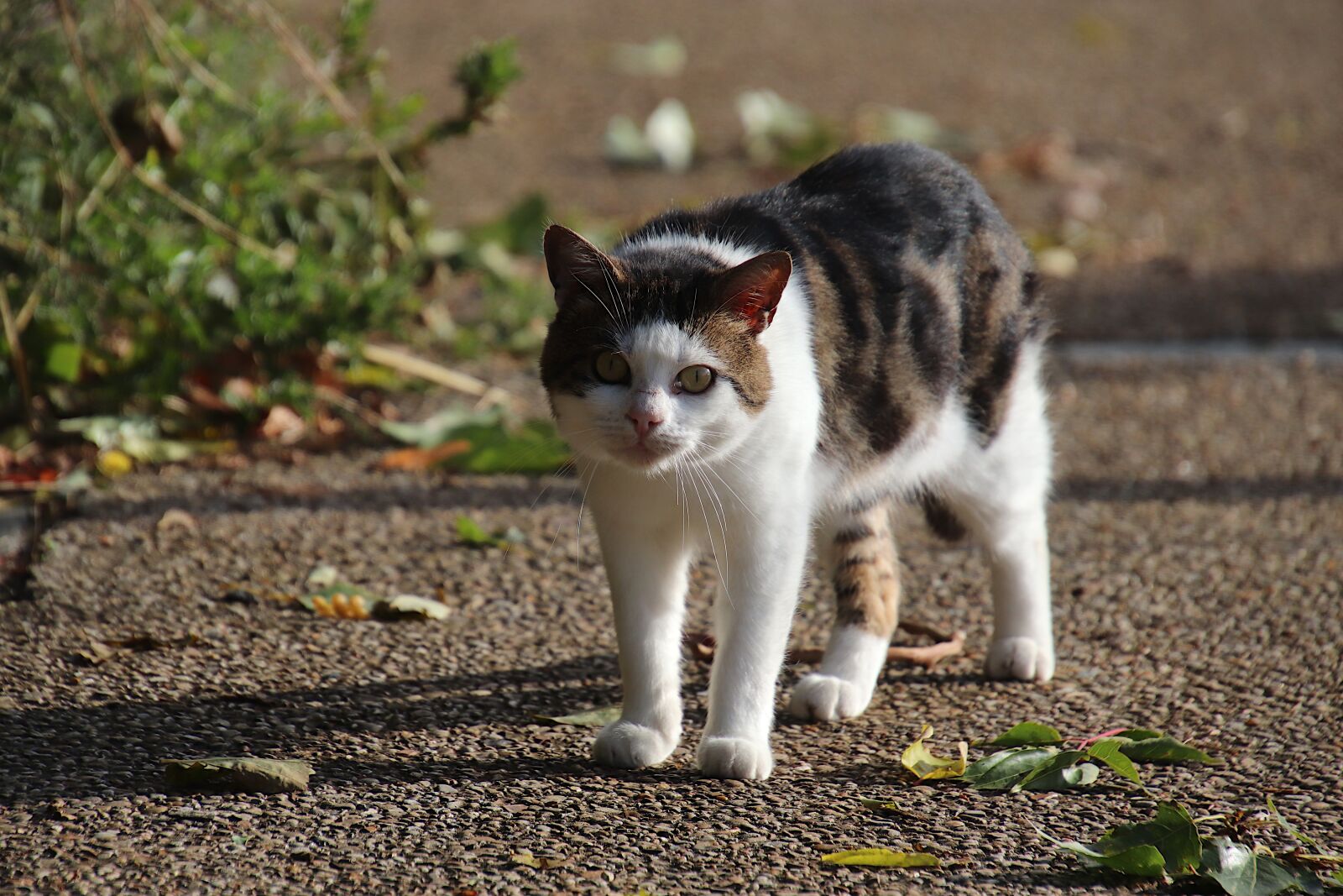 Canon EOS 800D (EOS Rebel T7i / EOS Kiss X9i) sample photo. Cats, felines, animals photography