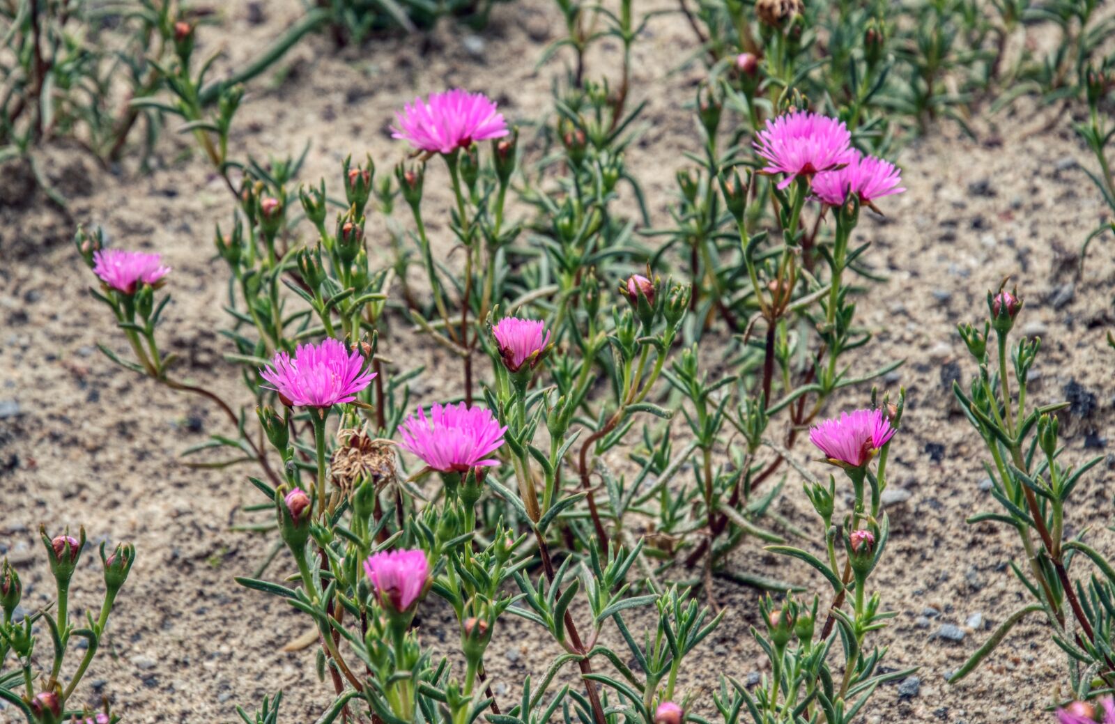 Nikon D5000 sample photo. Flowers, pink, dry plant photography