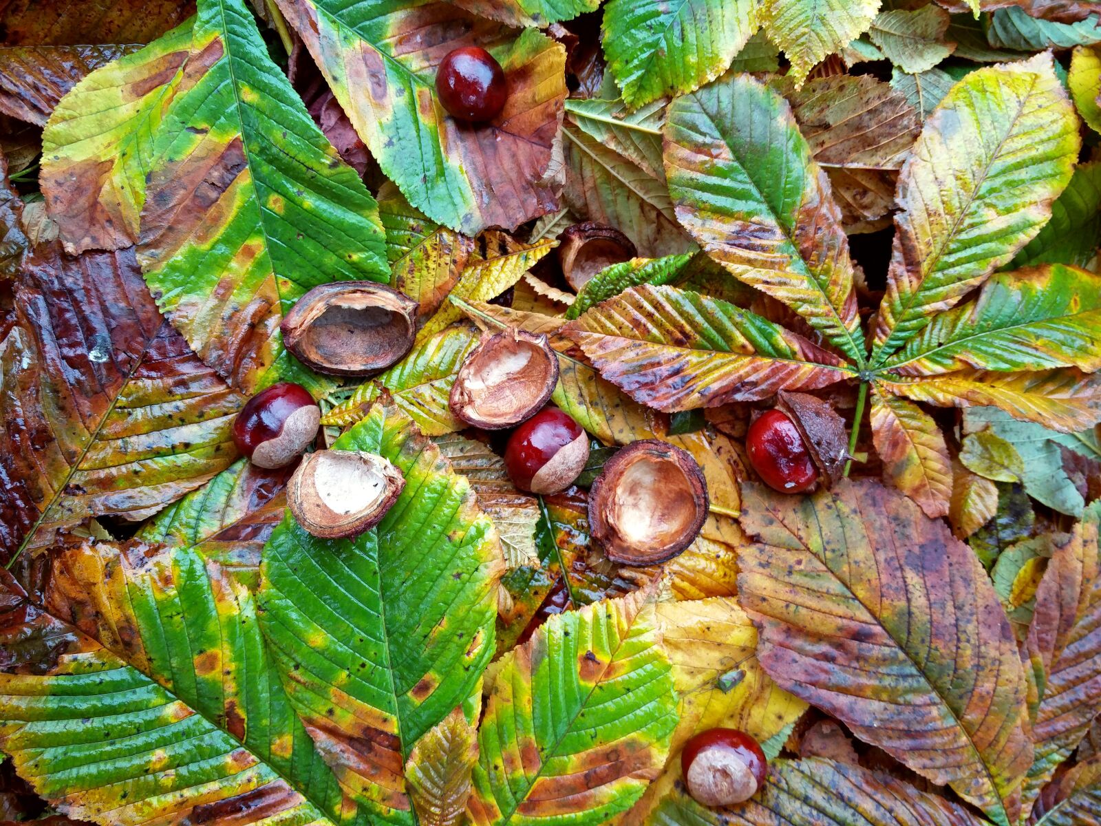 OnePlus 2 sample photo. Chestnut, conker, autumn photography