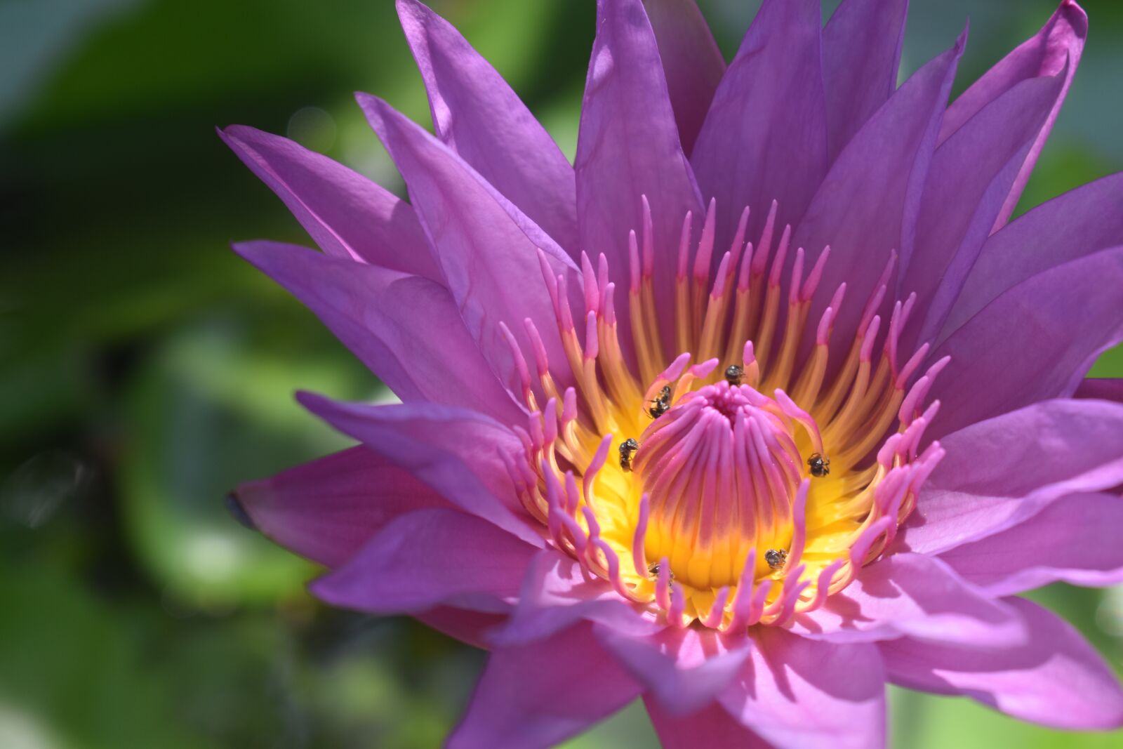 Nikon D3500 sample photo. Water lily, water lily photography