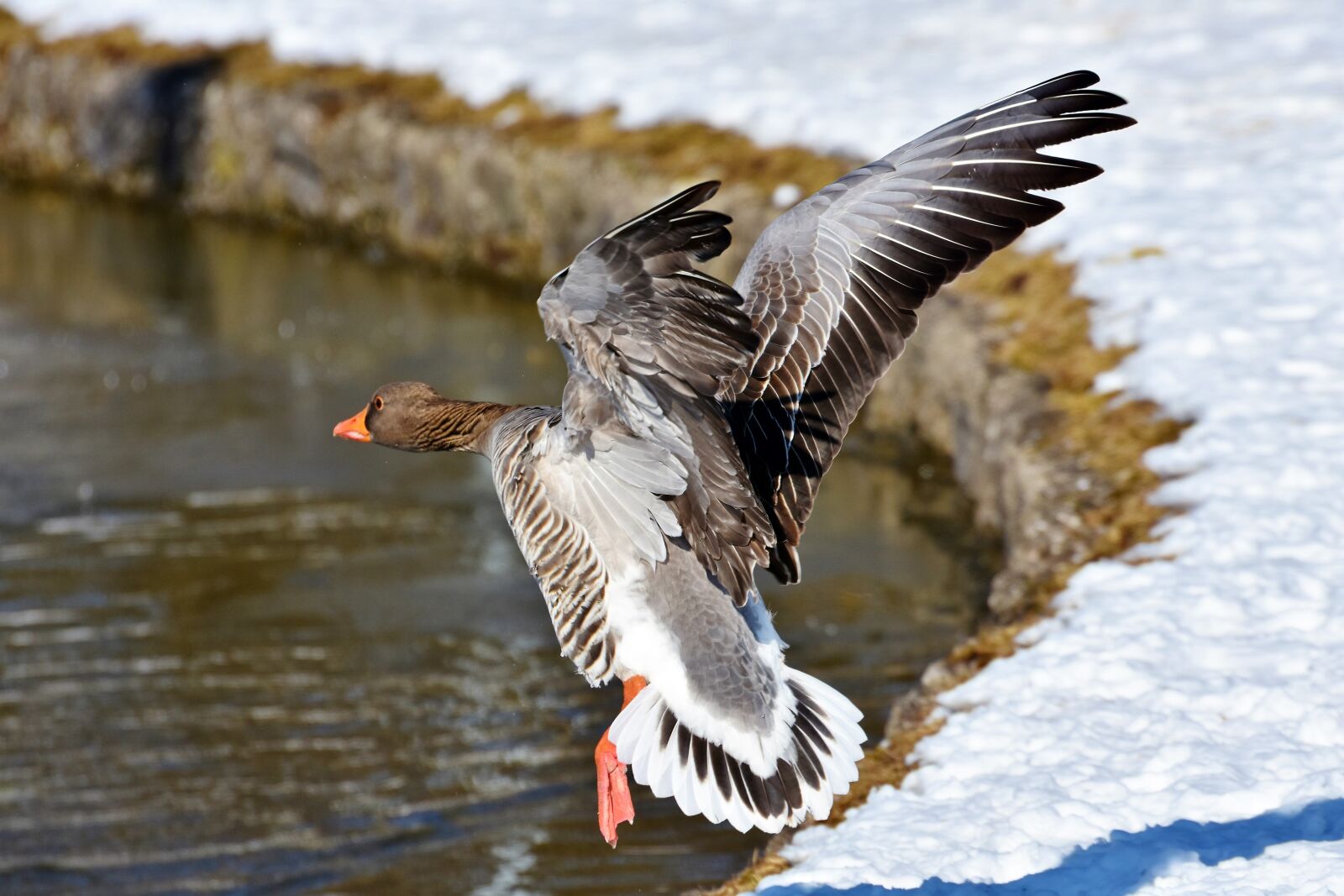 Nikon D7200 sample photo. Wild goose, goose, water photography