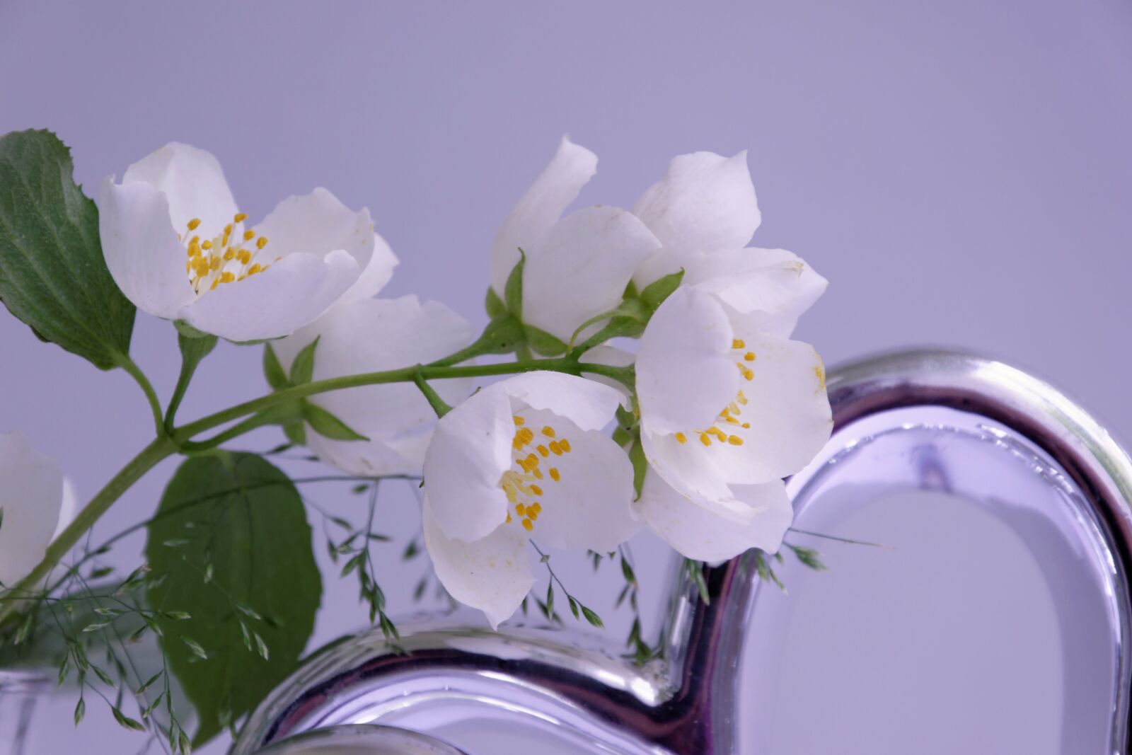 Nikon D5300 sample photo. Jasmin, flower, blossom photography