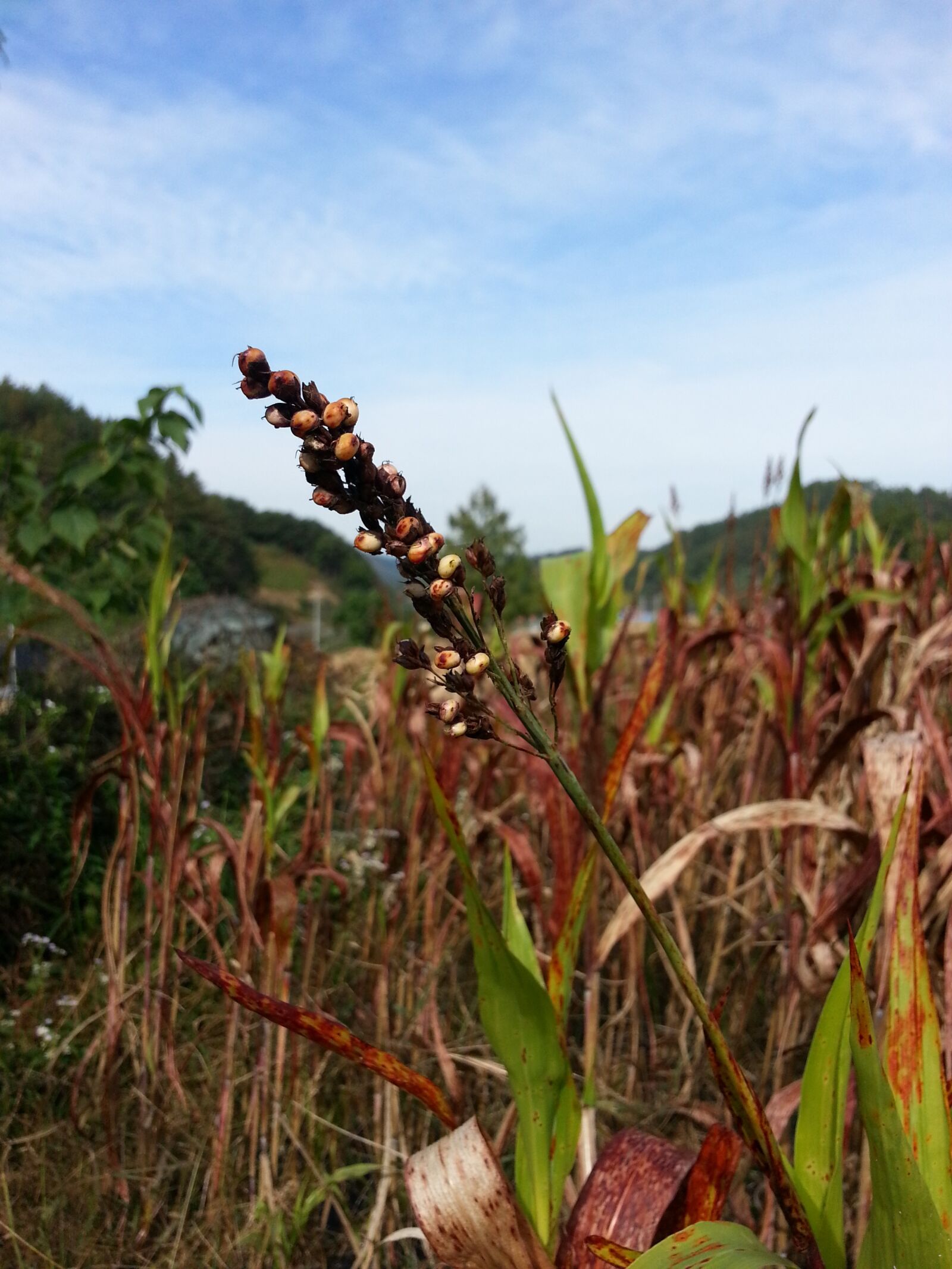 Samsung Galaxy Note2 sample photo. Millet, the nutritional value photography