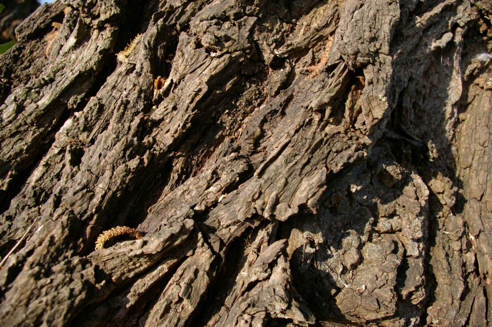 Pentax K100D sample photo. Tree, bark, close-up photography