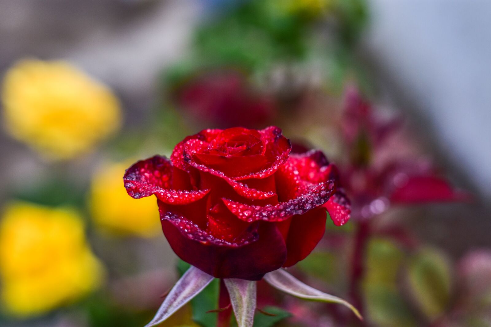 Nikon D3400 sample photo. Red rose, flower, beauty photography