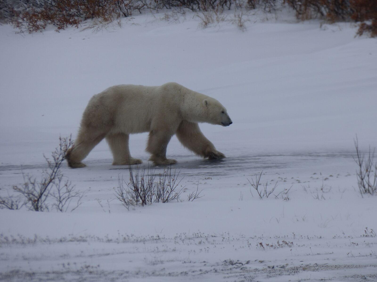 Panasonic Lumix DMC-FZ70 sample photo. The polar bear, polar photography