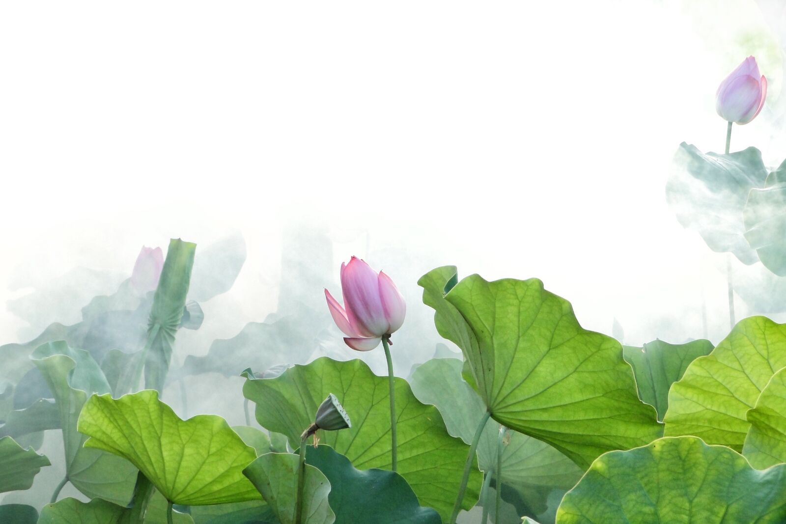 Sony Cyber-shot DSC-HX1 sample photo. Lotus, summer, fantasy photography