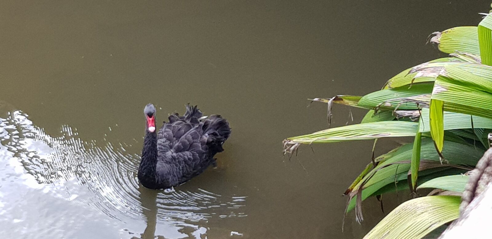 Samsung Galaxy S8 sample photo. Swan, ducks, lake photography