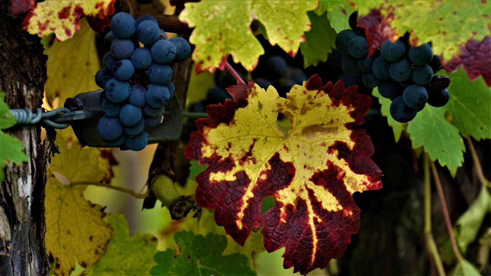 Sony E 18-200mm F3.5-6.3 OSS LE sample photo. Wine, grapes, autumn photography