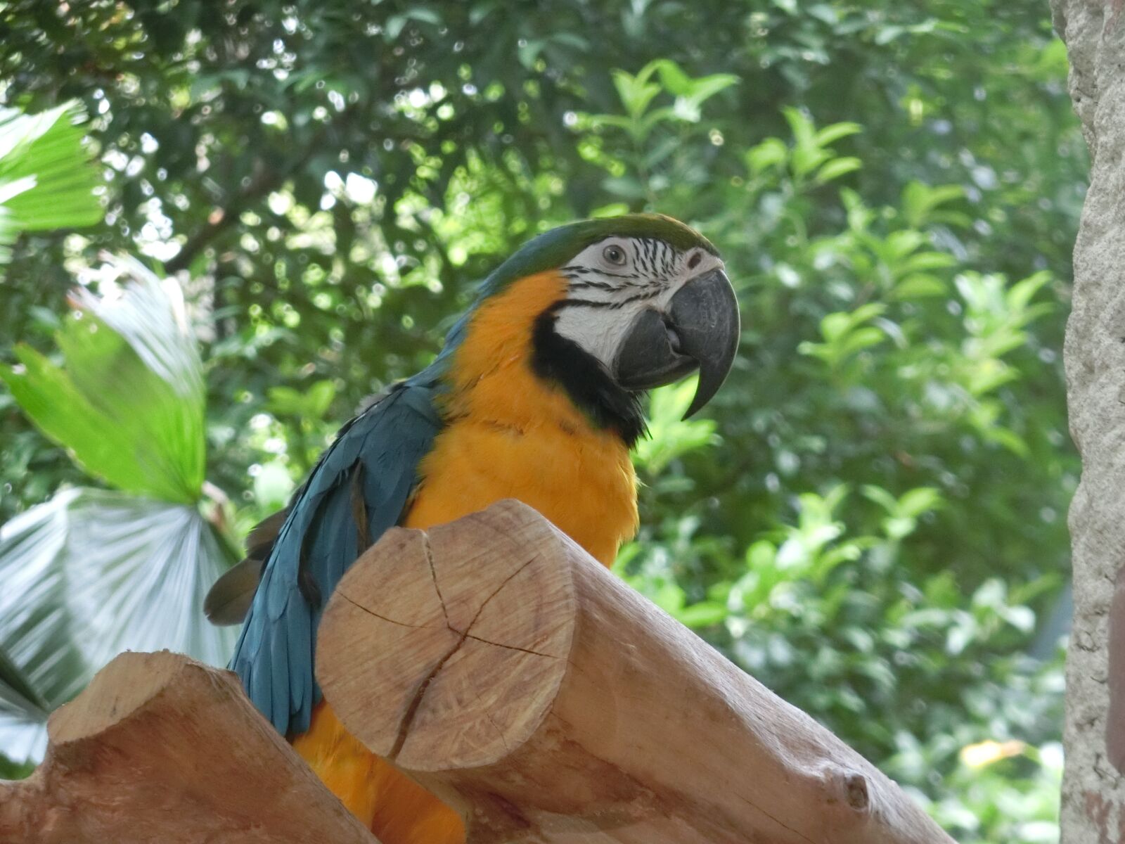 CASIO EX-ZR850 sample photo. Macaw, parrot, singapore-bird-park photography