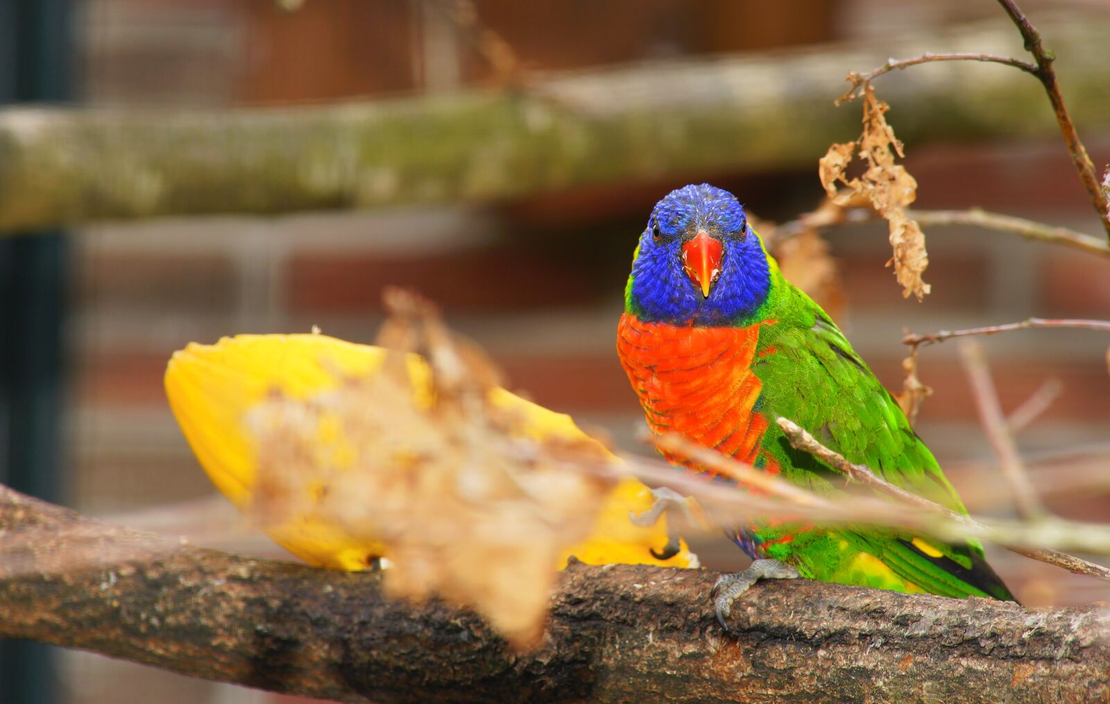 Sony a99 II + Minolta AF 80-200mm F2.8 HS-APO G sample photo. Parrot, colorful, bird photography
