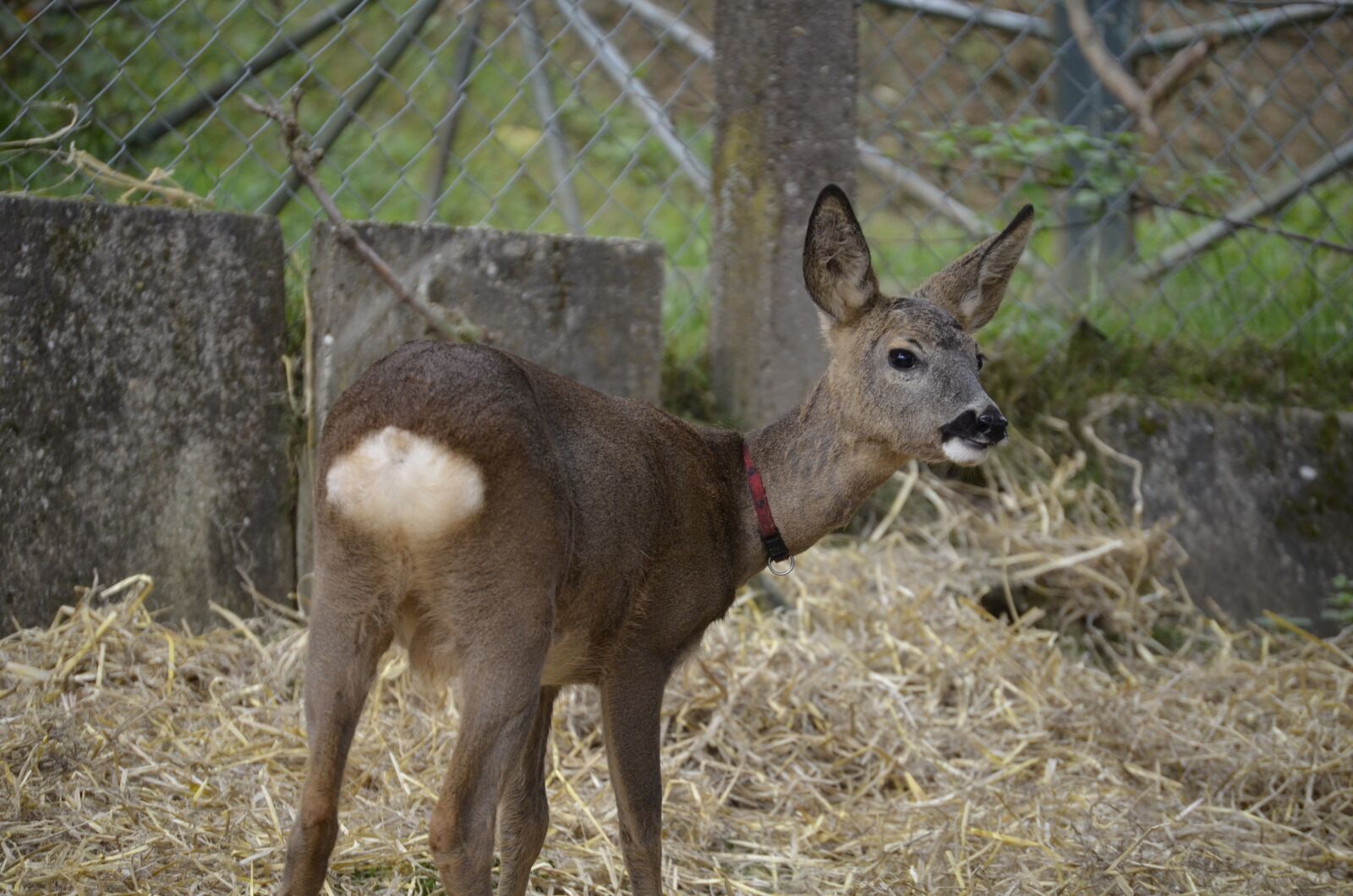Nikon D5100 sample photo. Roe deer, kitz, brown photography