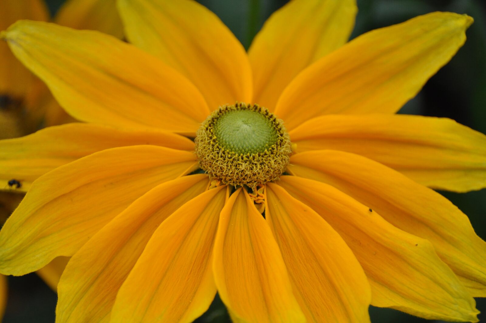 Nikon D90 sample photo. Daisy, marguerite, garden photography