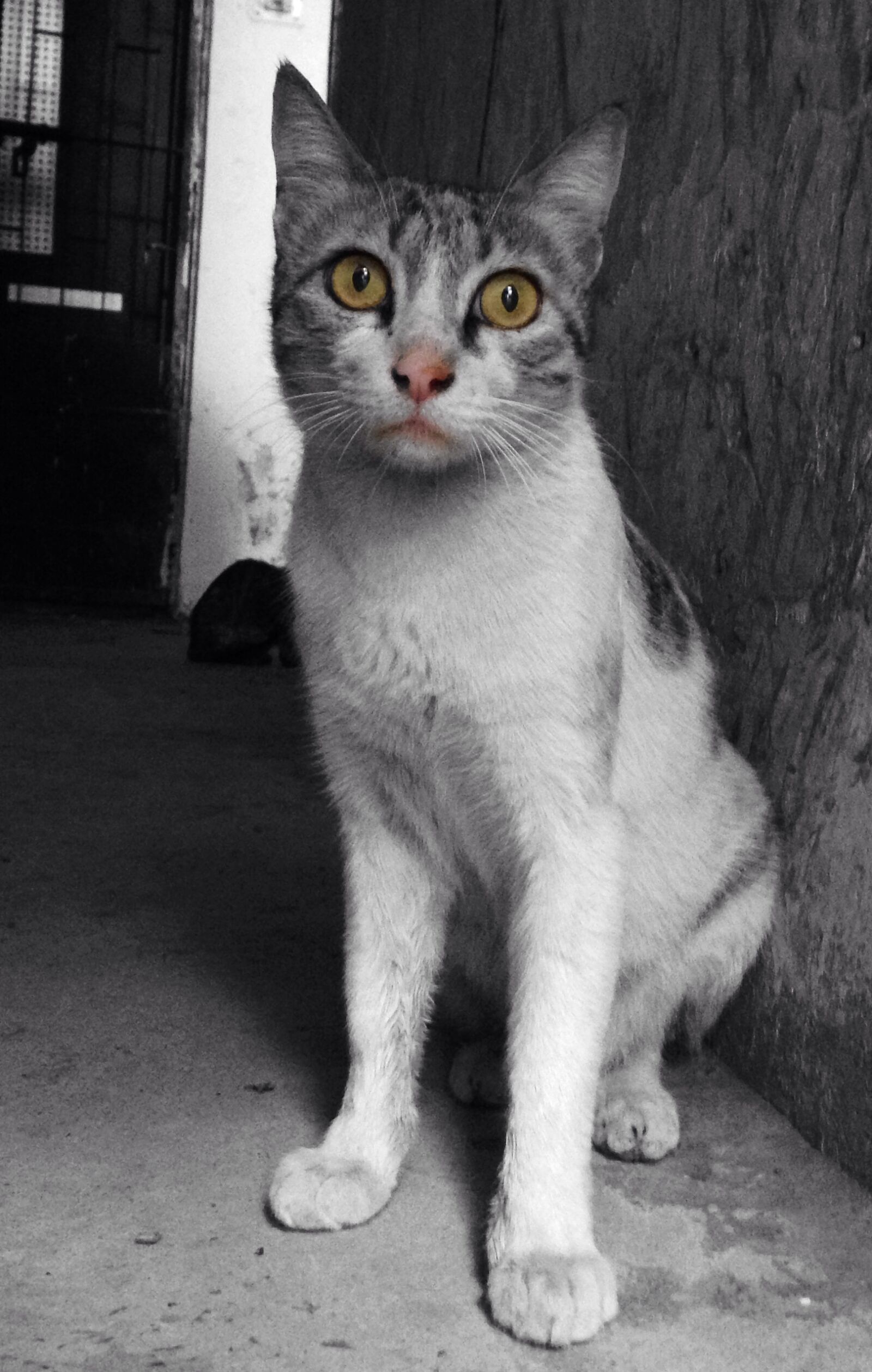 iPhone 5 back camera 4.12mm f/2.4 sample photo. Animal, beautiful, cats, eyes photography